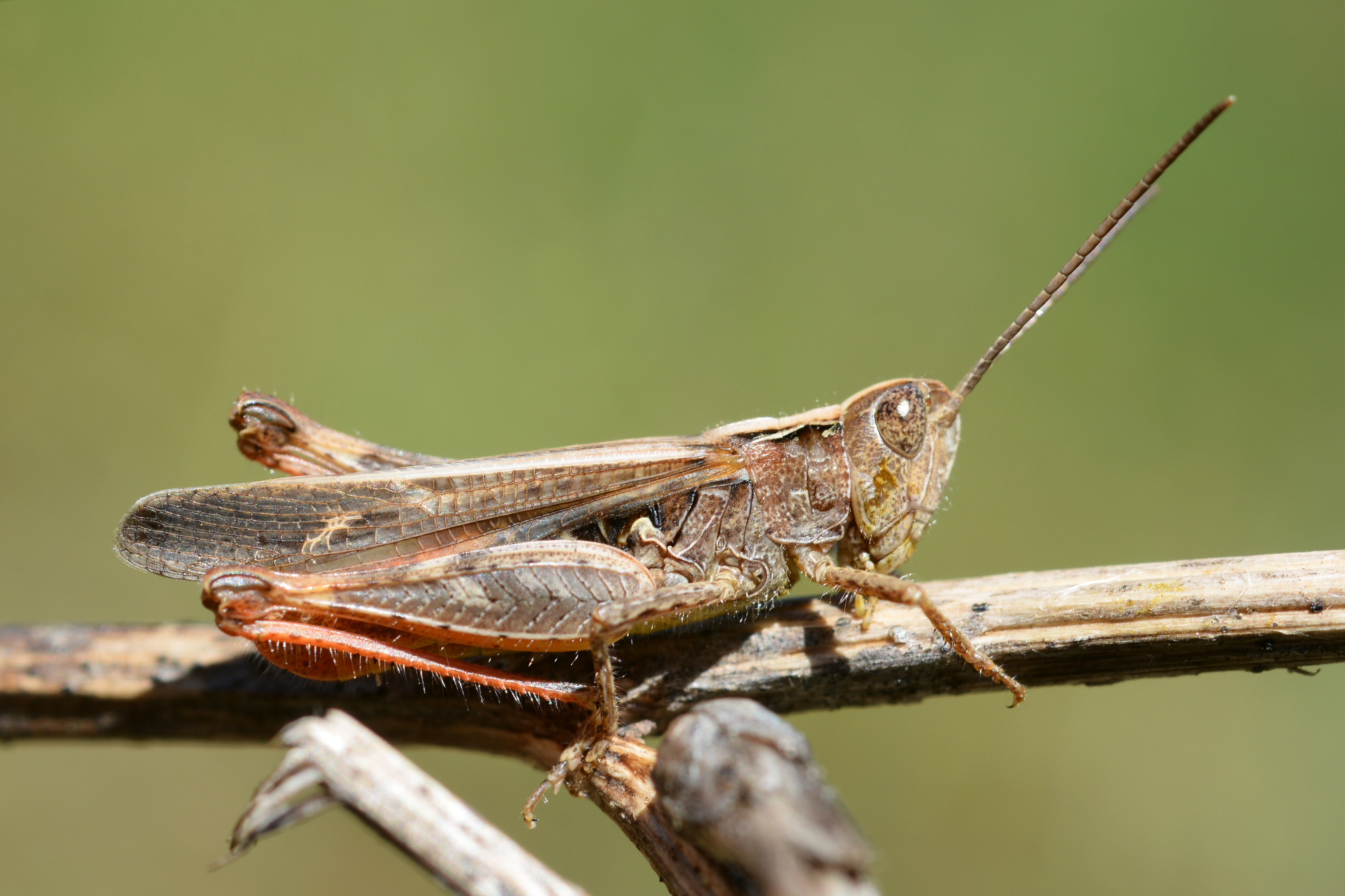 Chorthippus mollis male (31759976391)