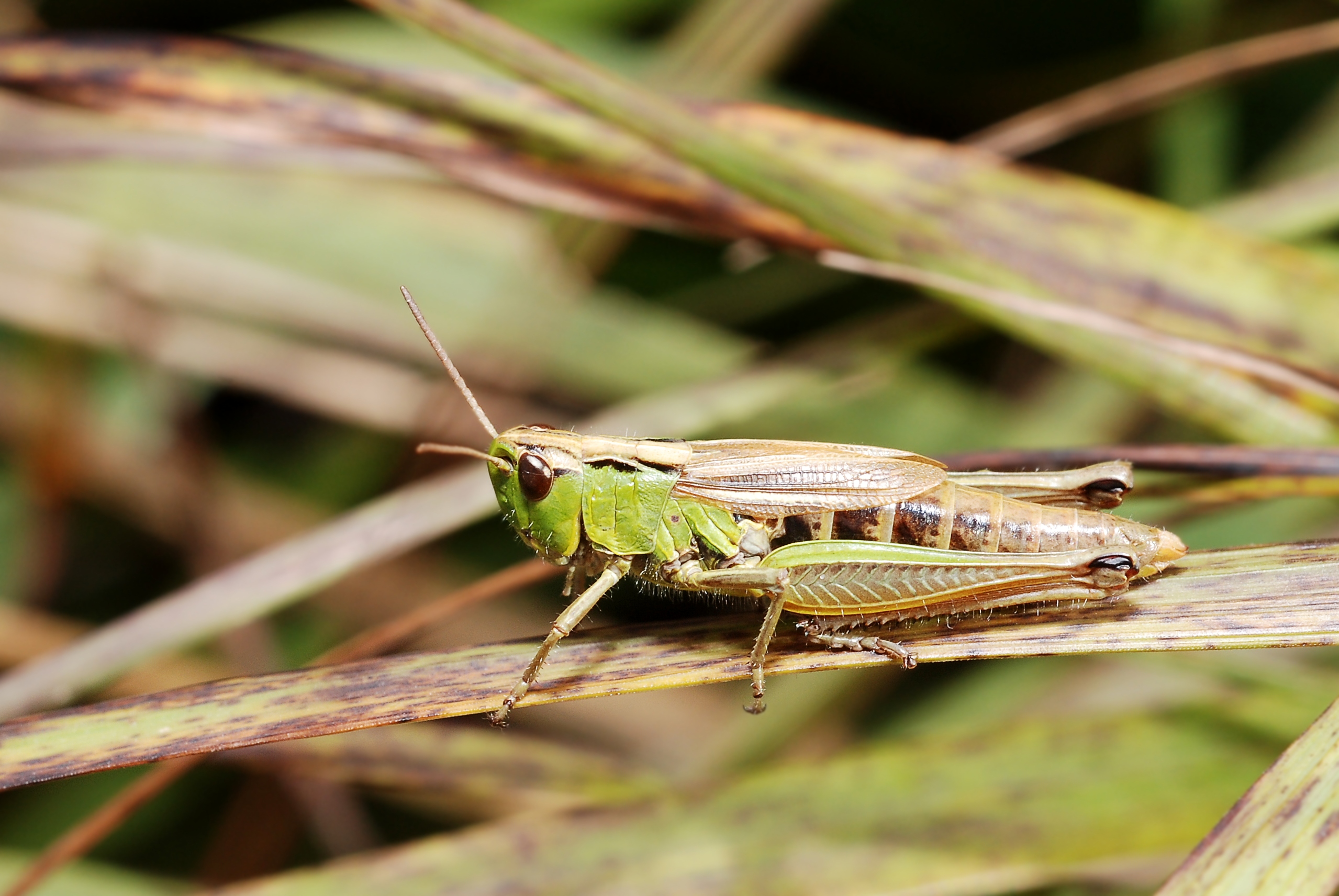 Chorthippus montanus DSC 6297M