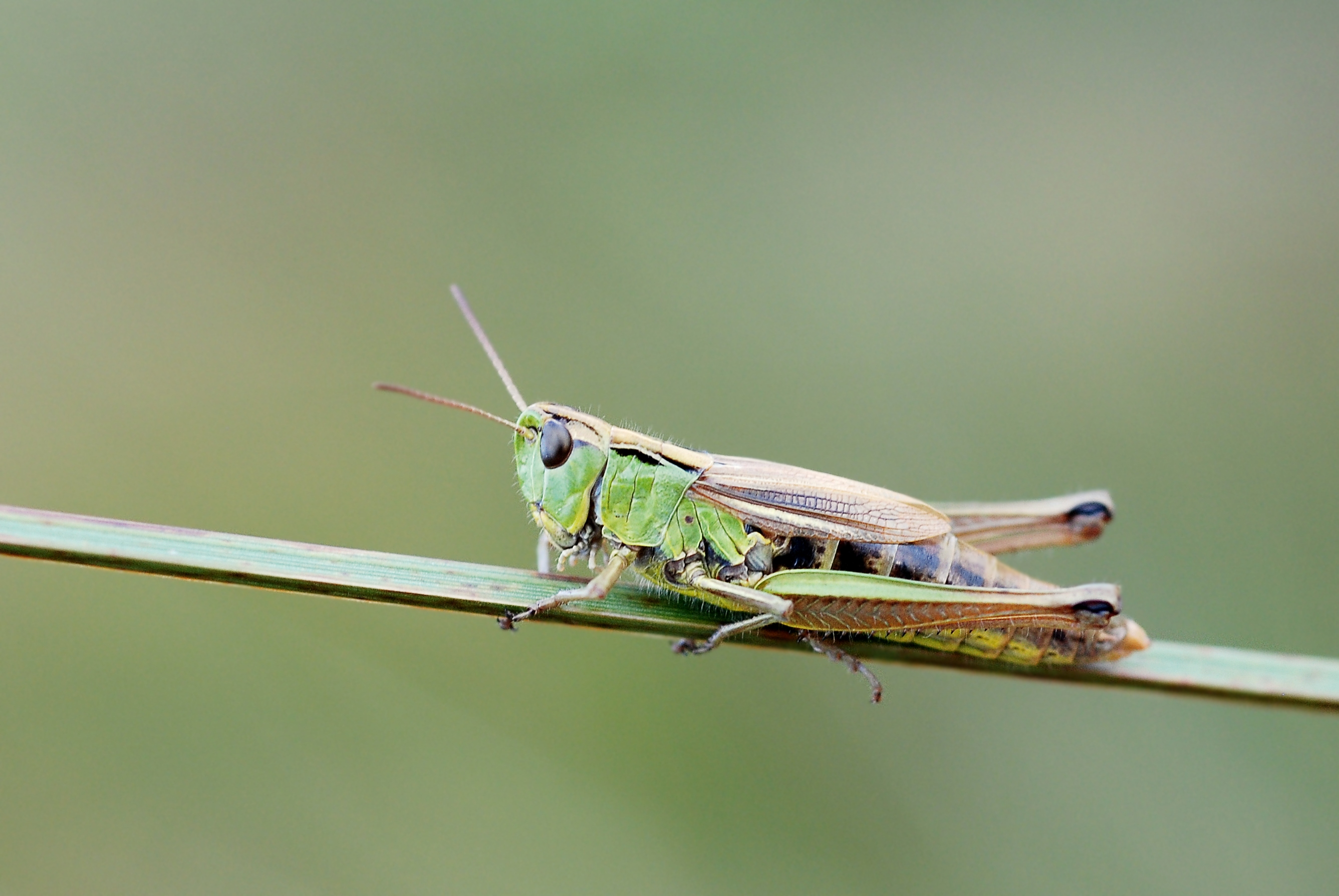 Chorthippus montanus DSC 6327M