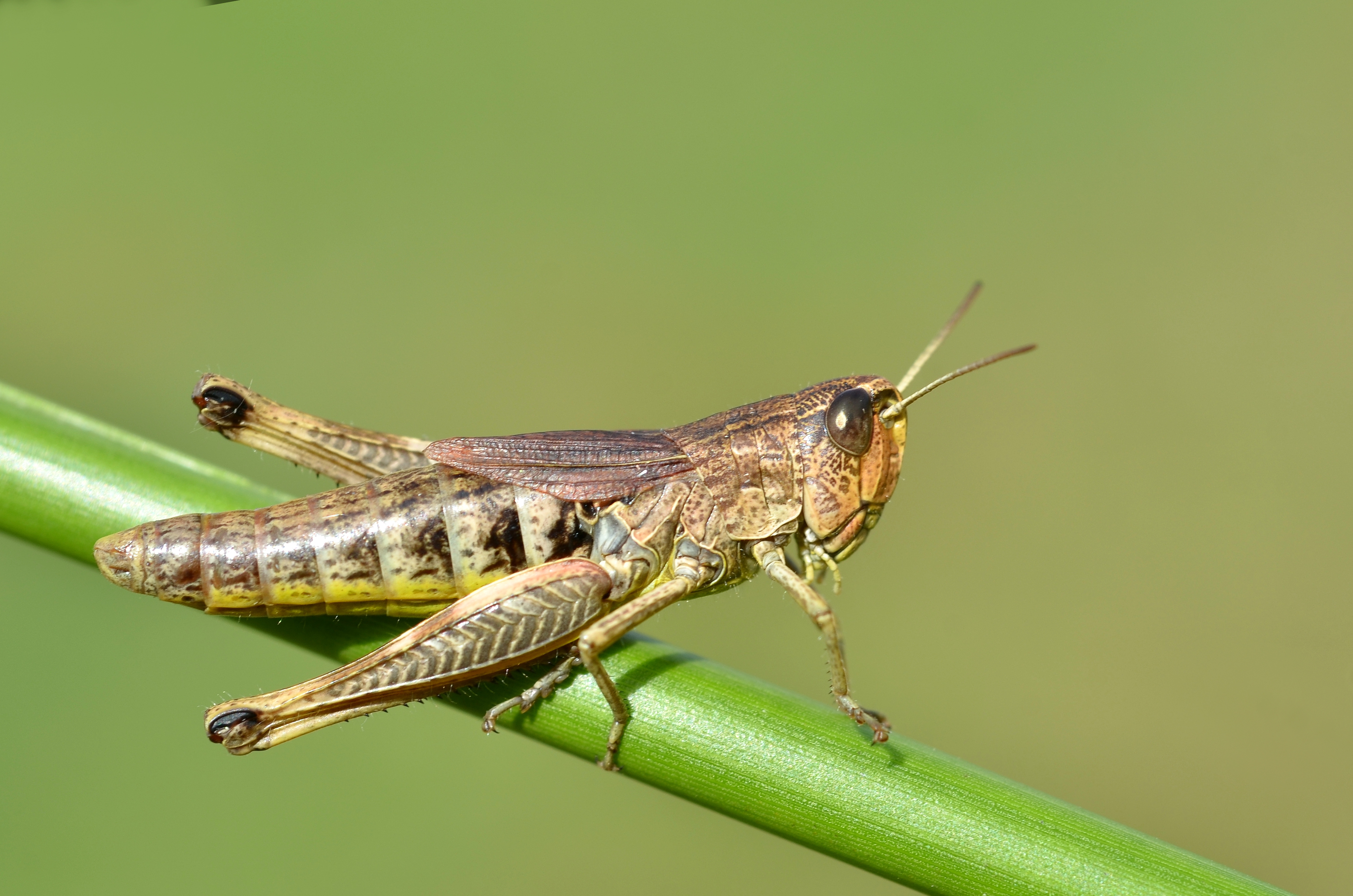 Chorthippus parallelus female (10914800743)