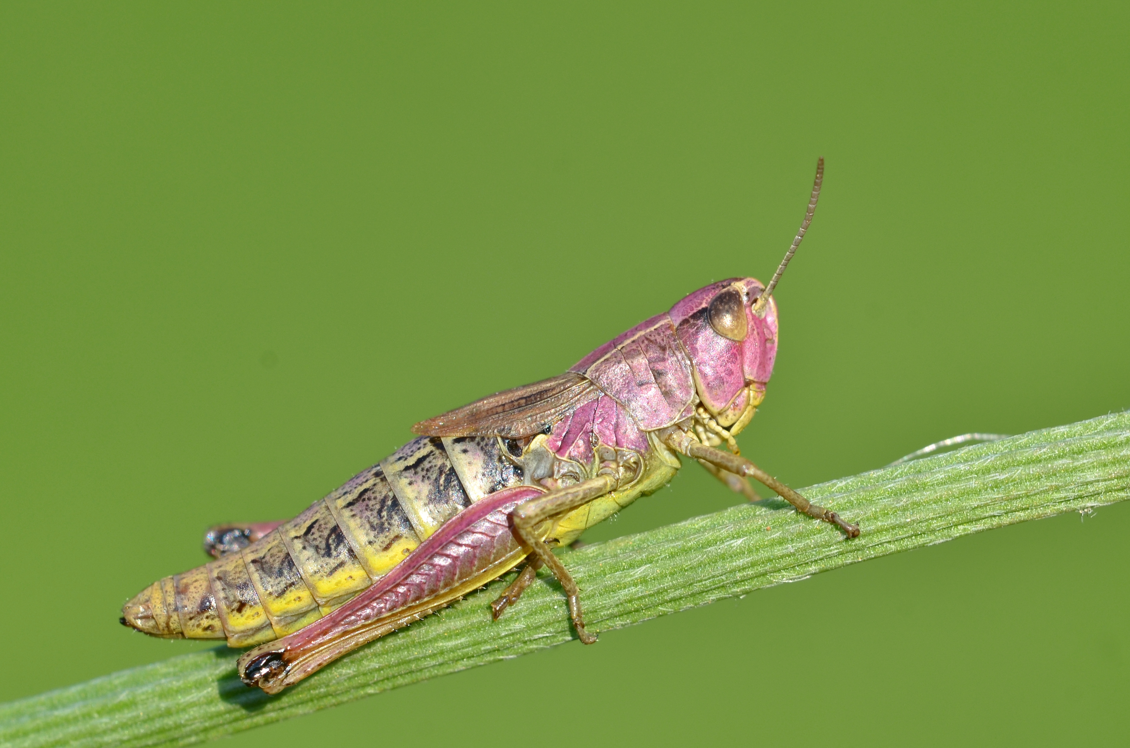 Chorthippus parallelus female (11000582745)