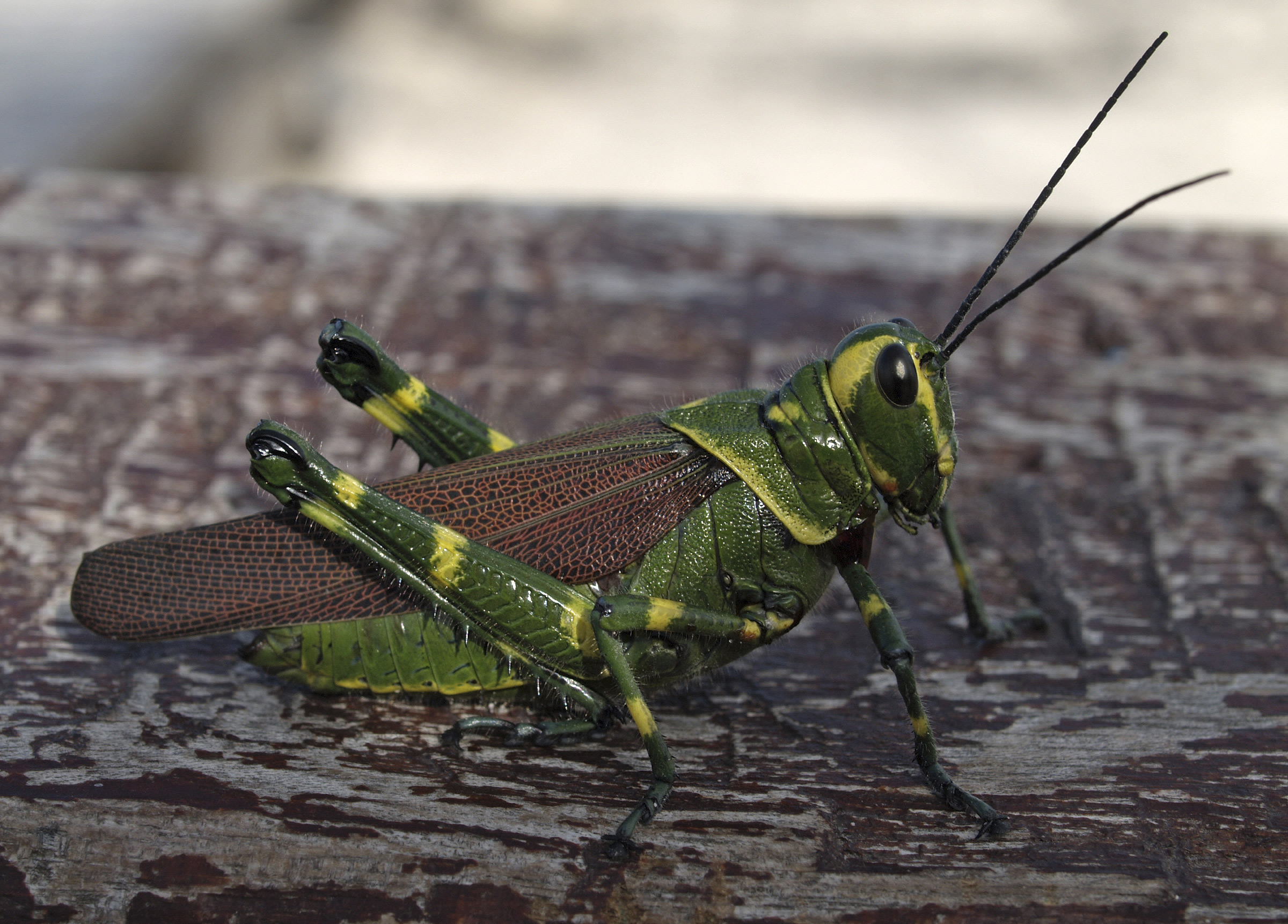 Chromacris sp 1