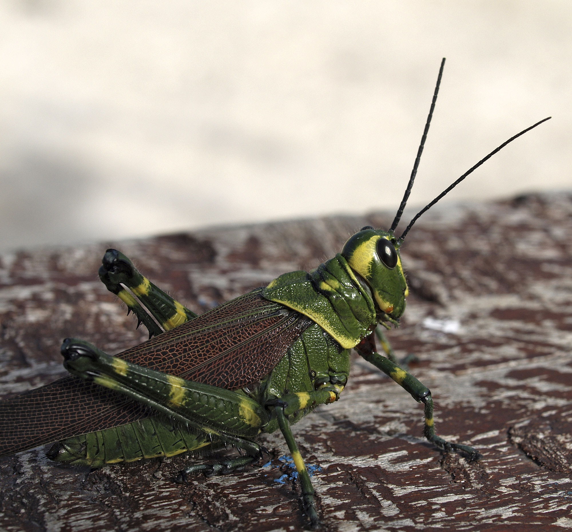 Chromacris sp 2
