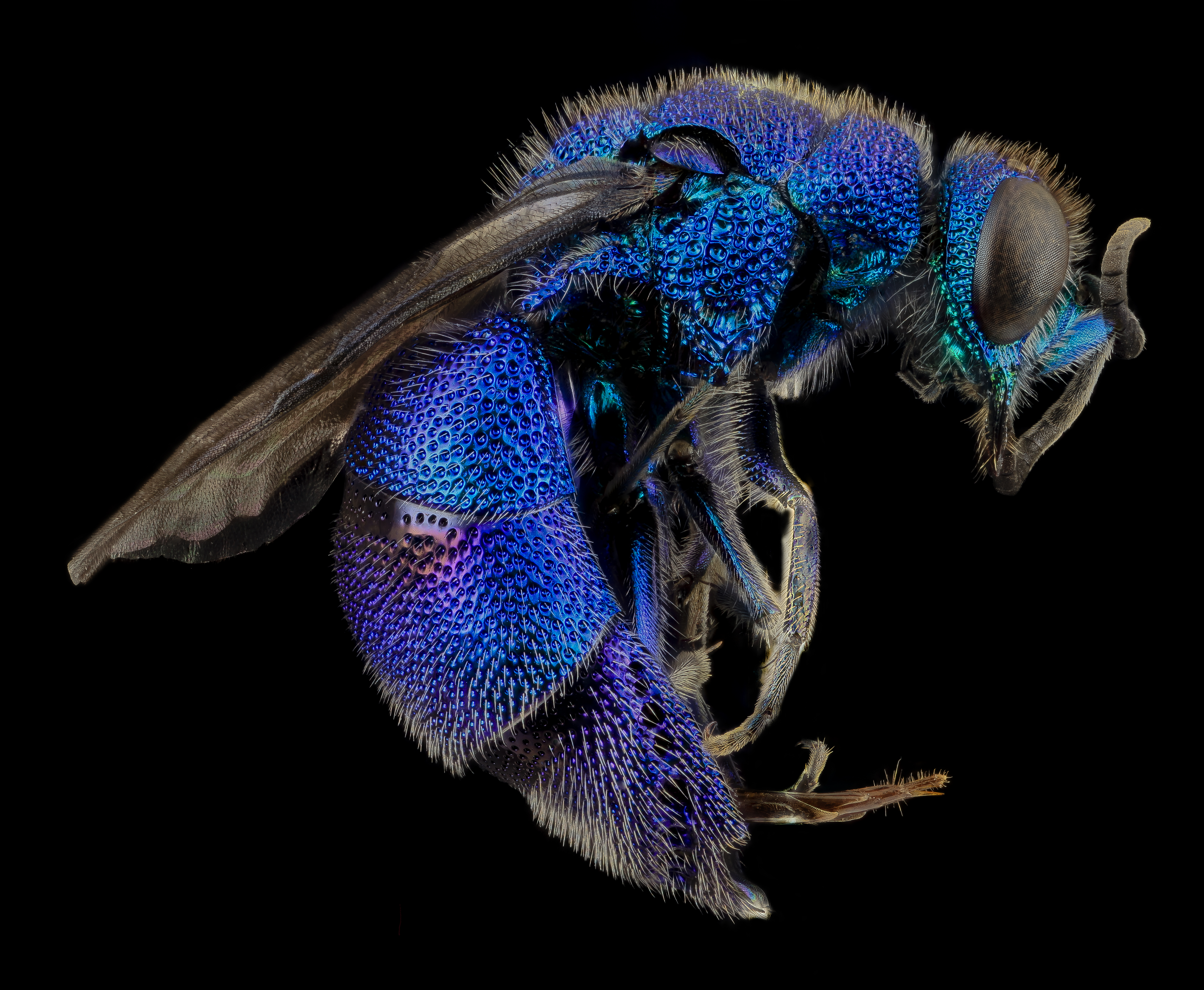 Chrysis conica (13588125805)