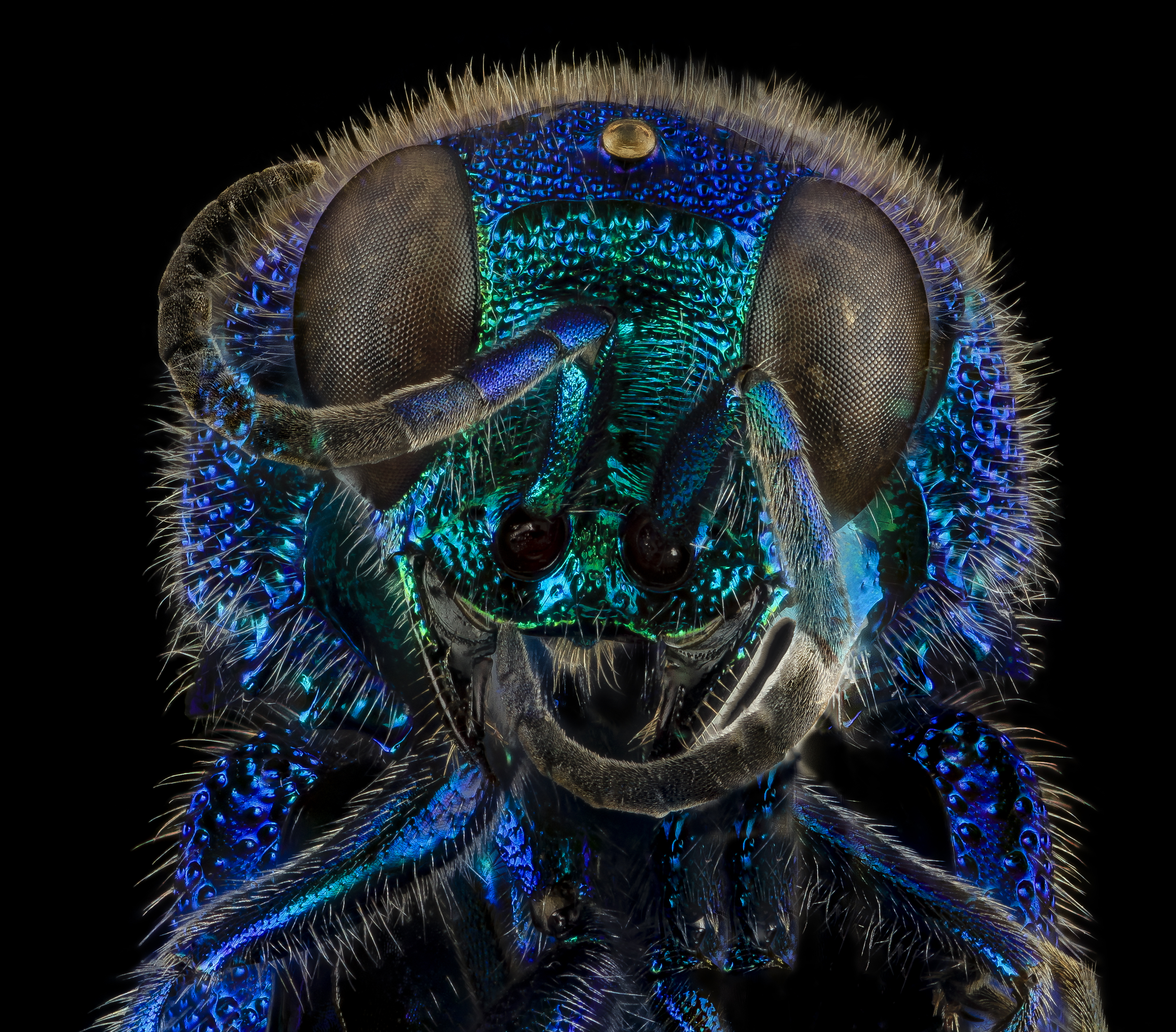 Chrysis conica (13588156193)