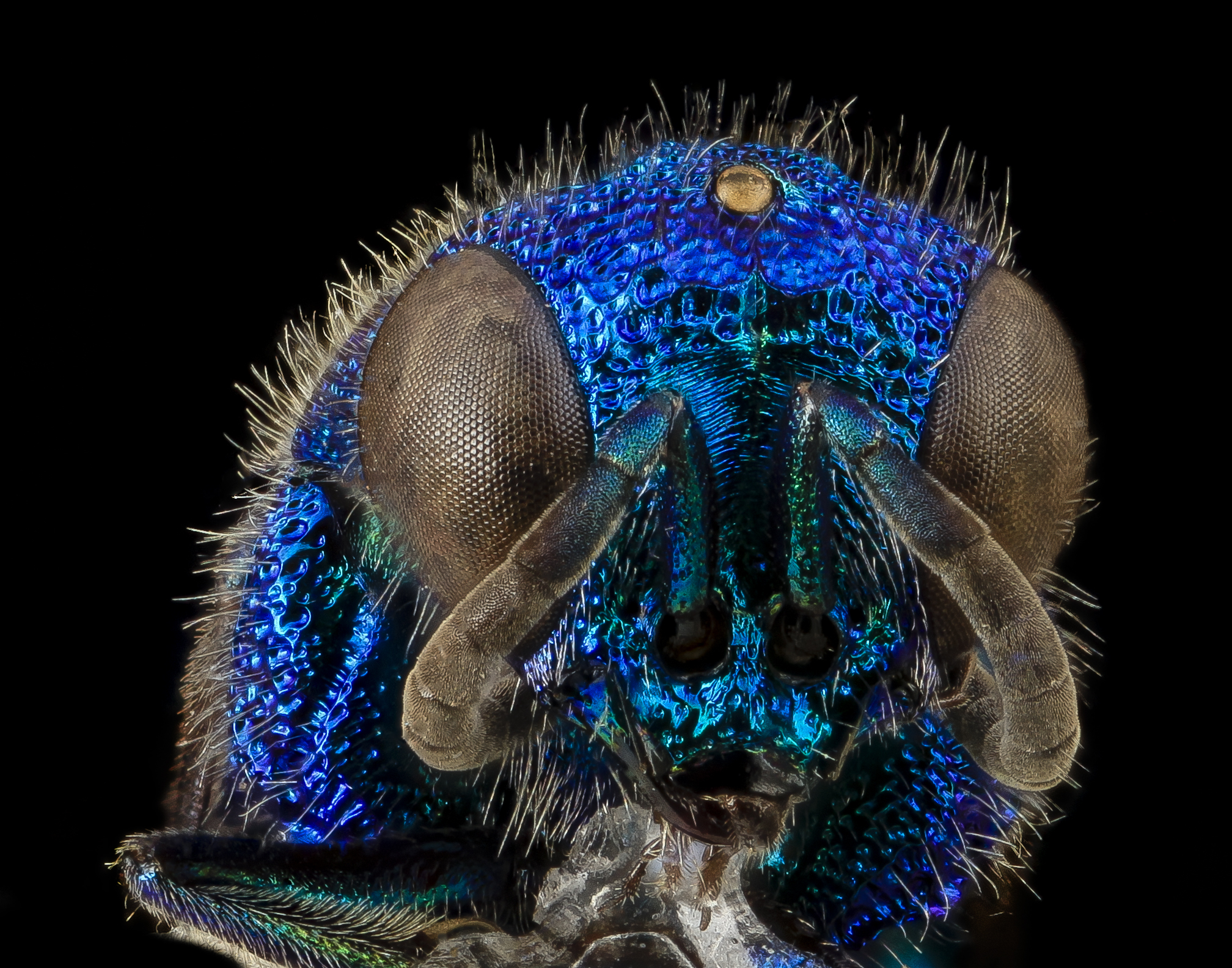 Chrysis propria Aaron, U, Face, MD, Baltimore County 2014-03-11-17.48.38 ZS PMax (13612673664)