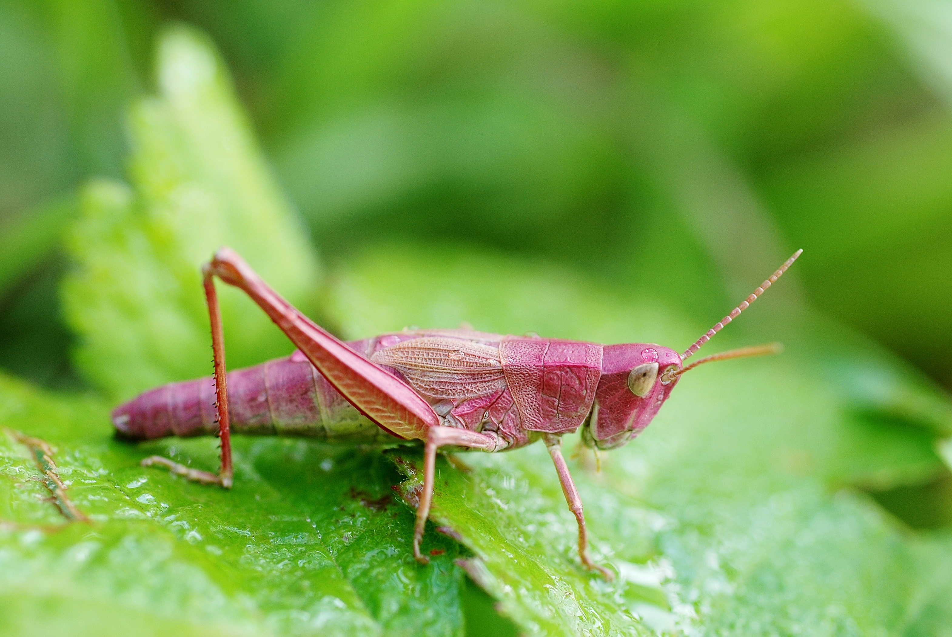 Chrysochraon dispar female