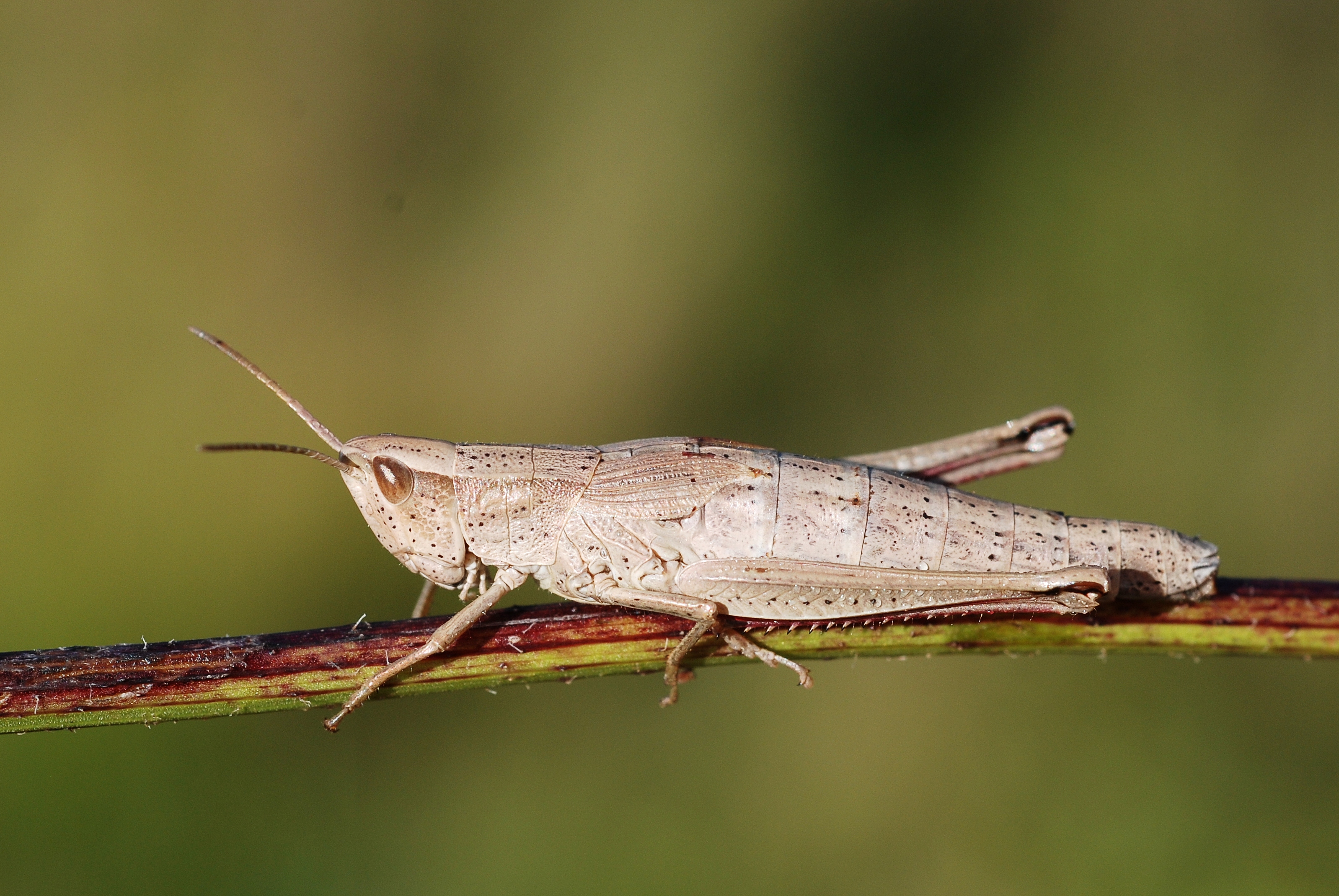 Chrysochraon dispar female (5031351944)