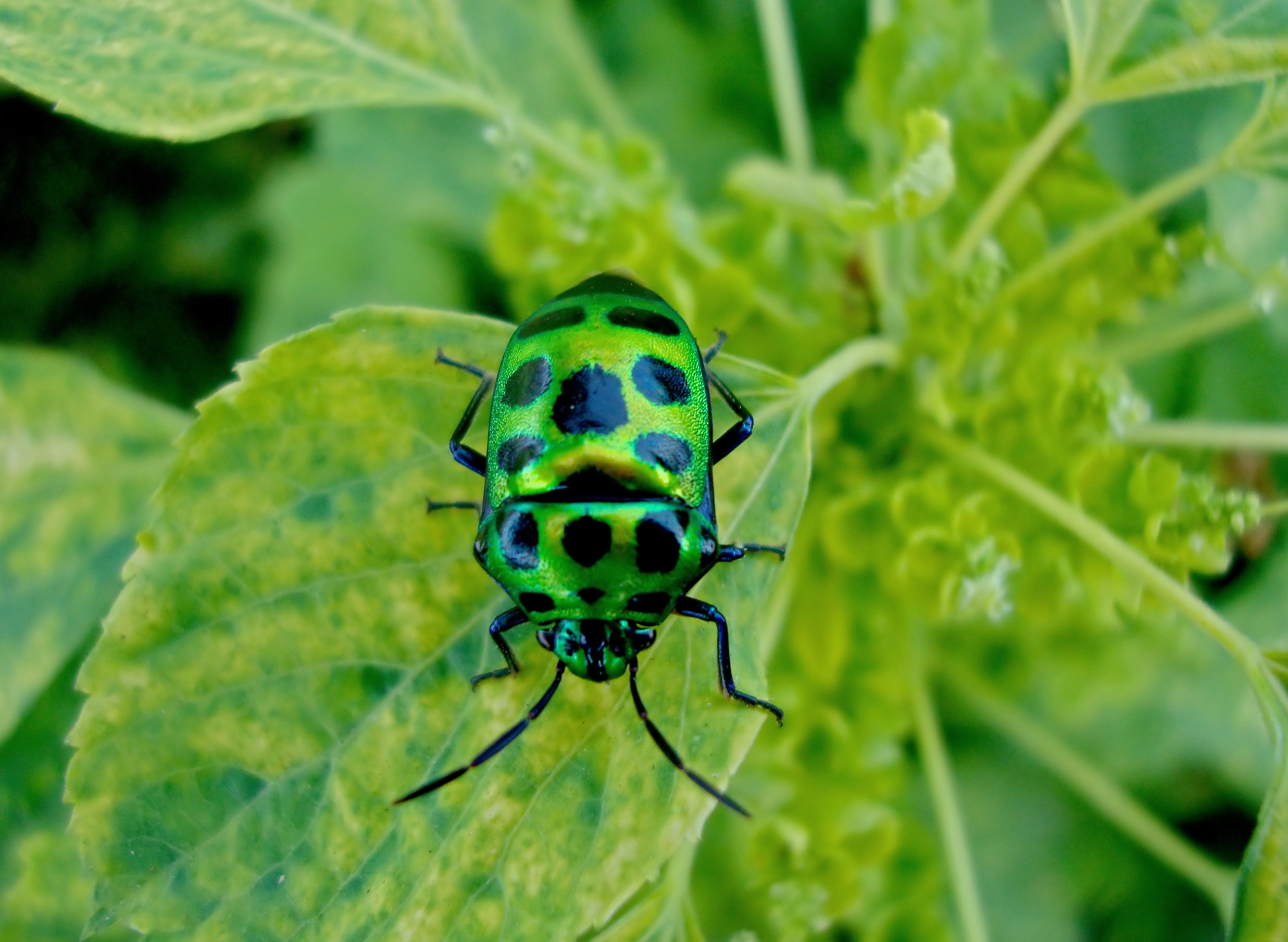 Chrysocoris stollii 30 08 2009