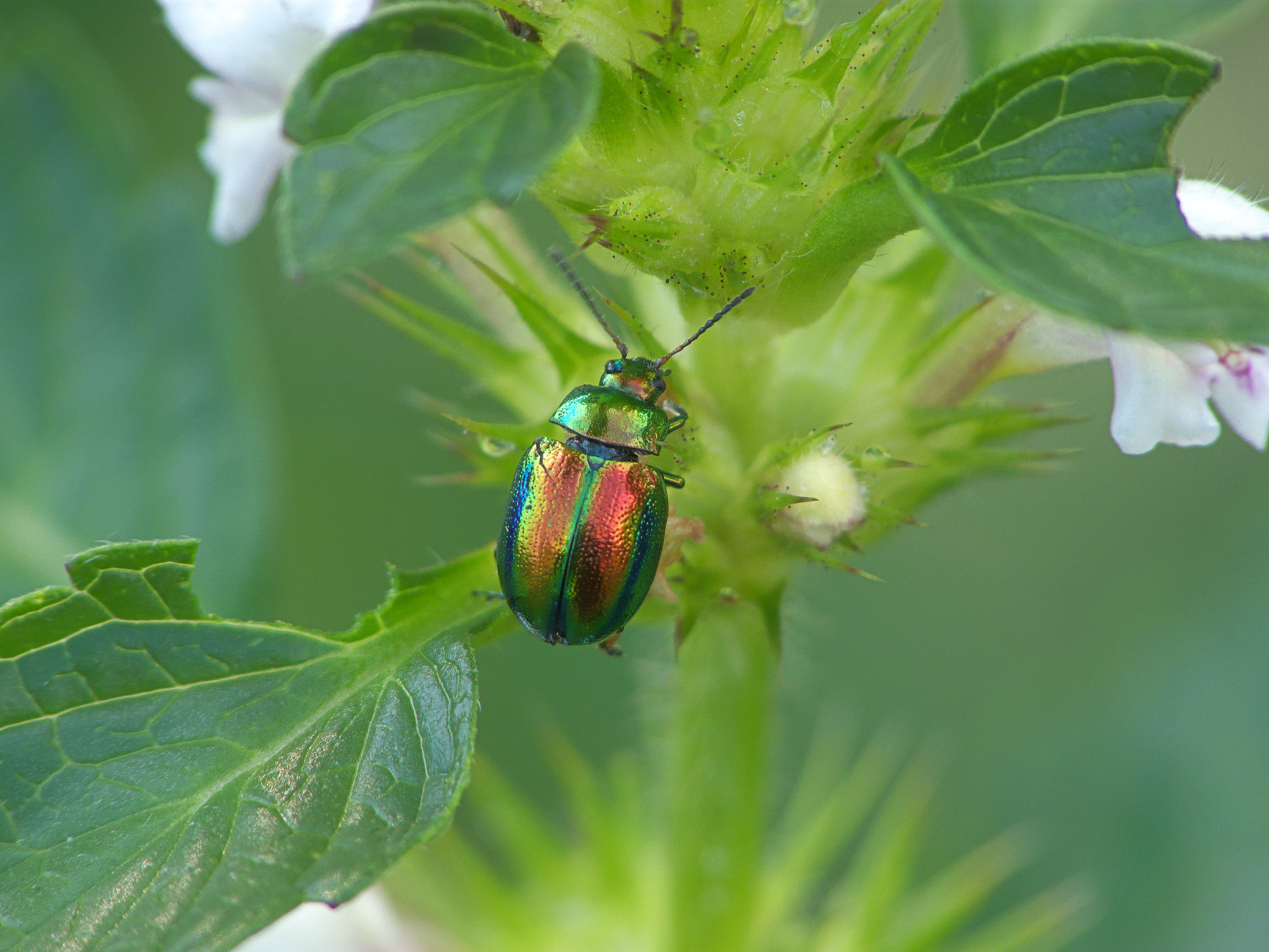 Chrysolina fastuosa, hennepnetelgoudhaantje (7)