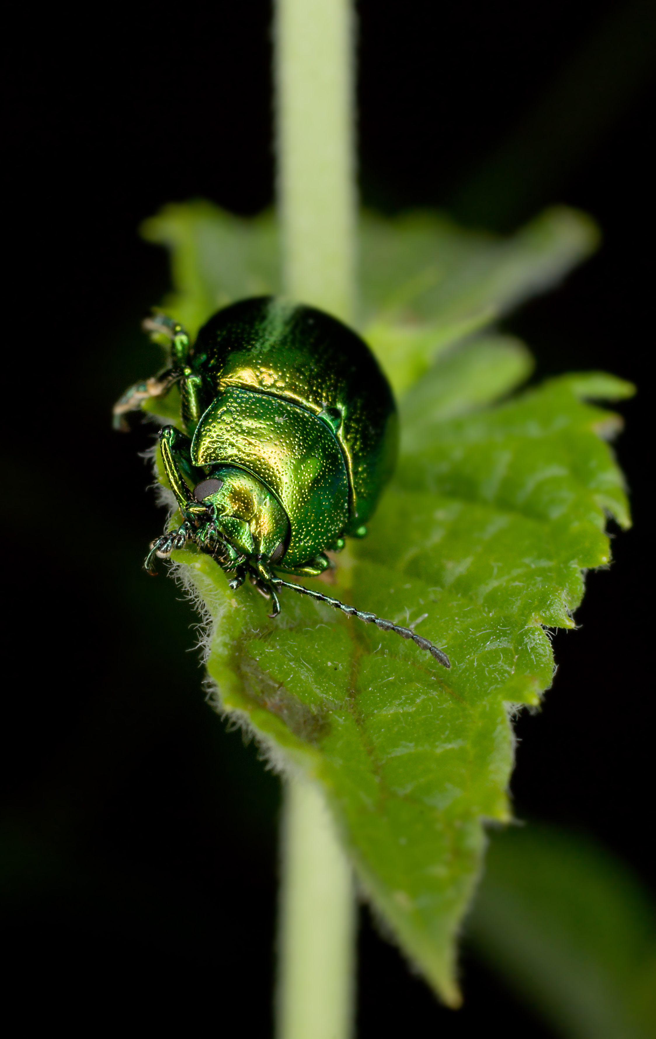 Chrysolina herbacea-pjt