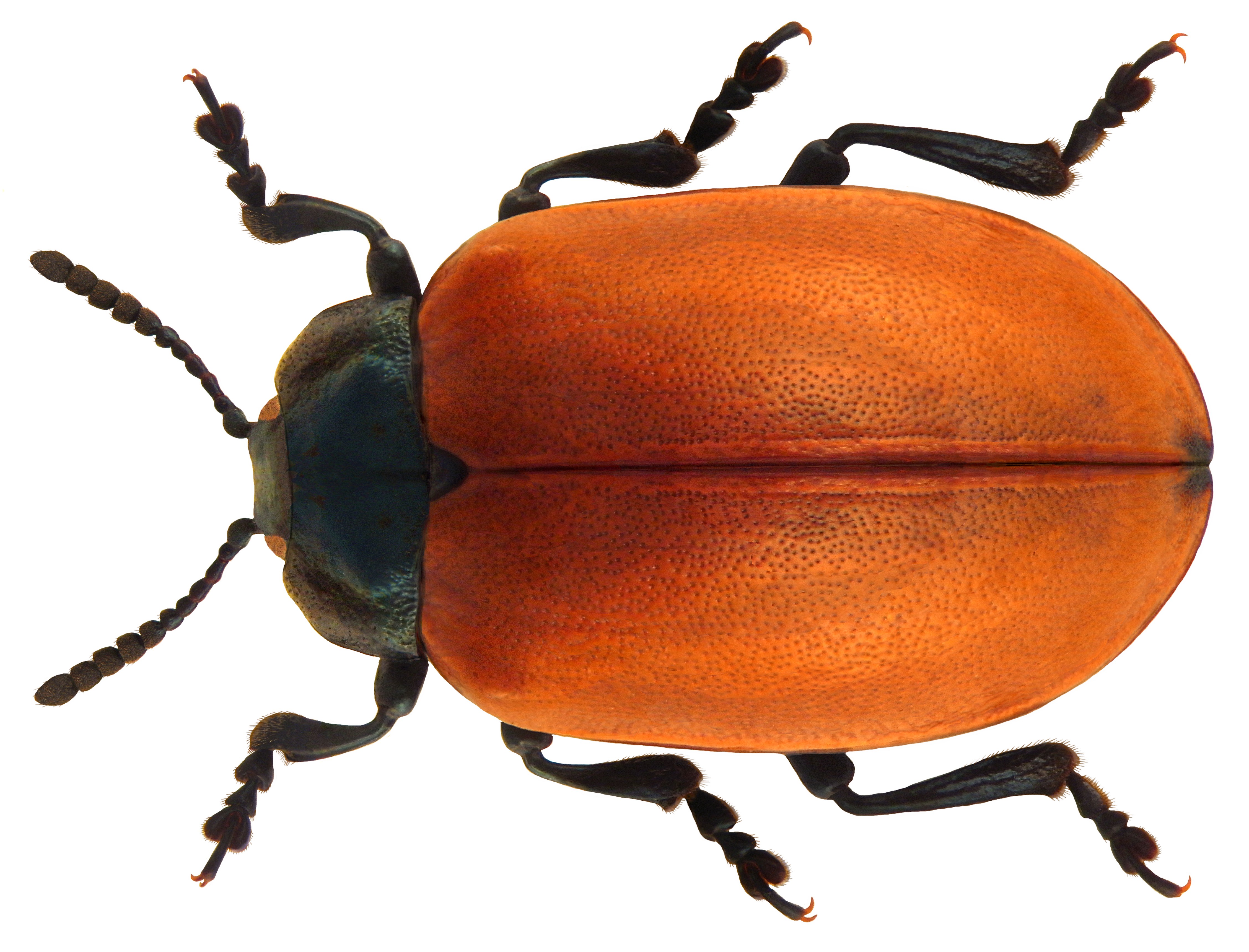 Chrysomela populi (Linné, 1767)