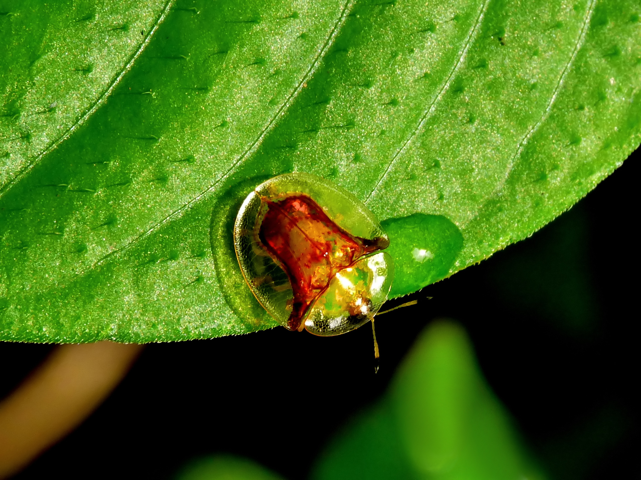 Chrysomelidae by kadavoor