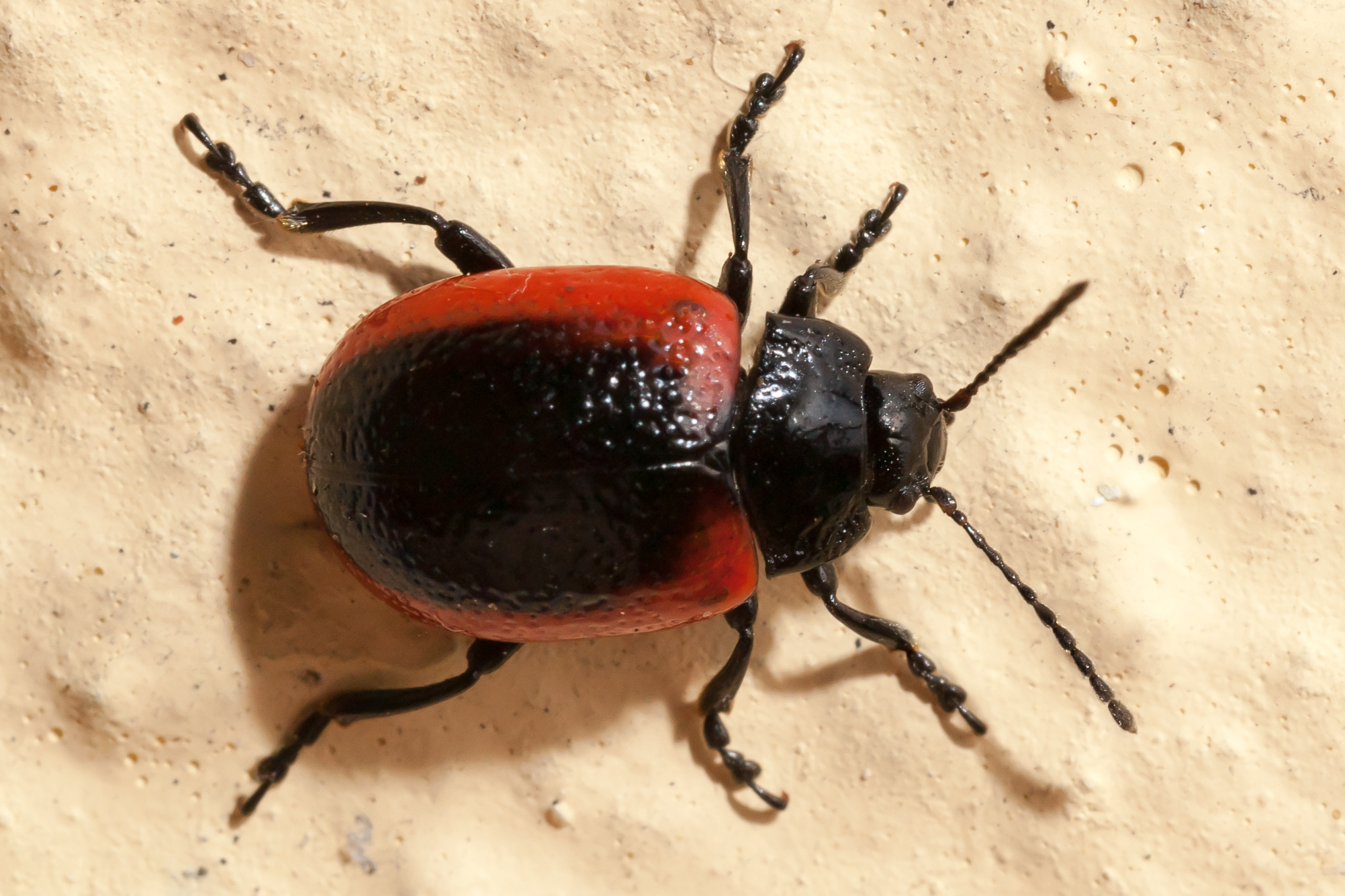 Chrysomelinae in Oroso, Galicia (Spain)