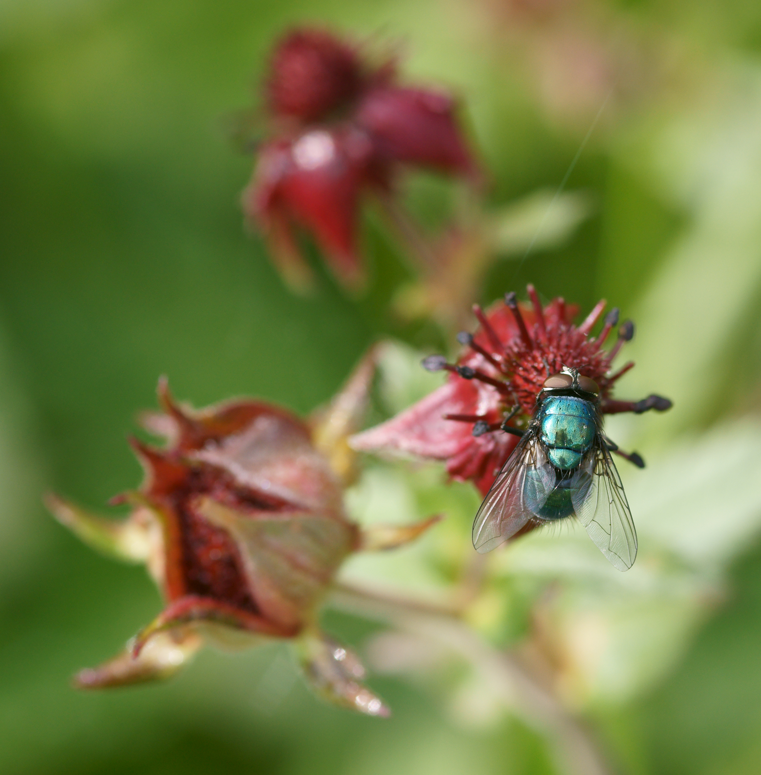 Chrysomya albiceps + Potentilla palustris