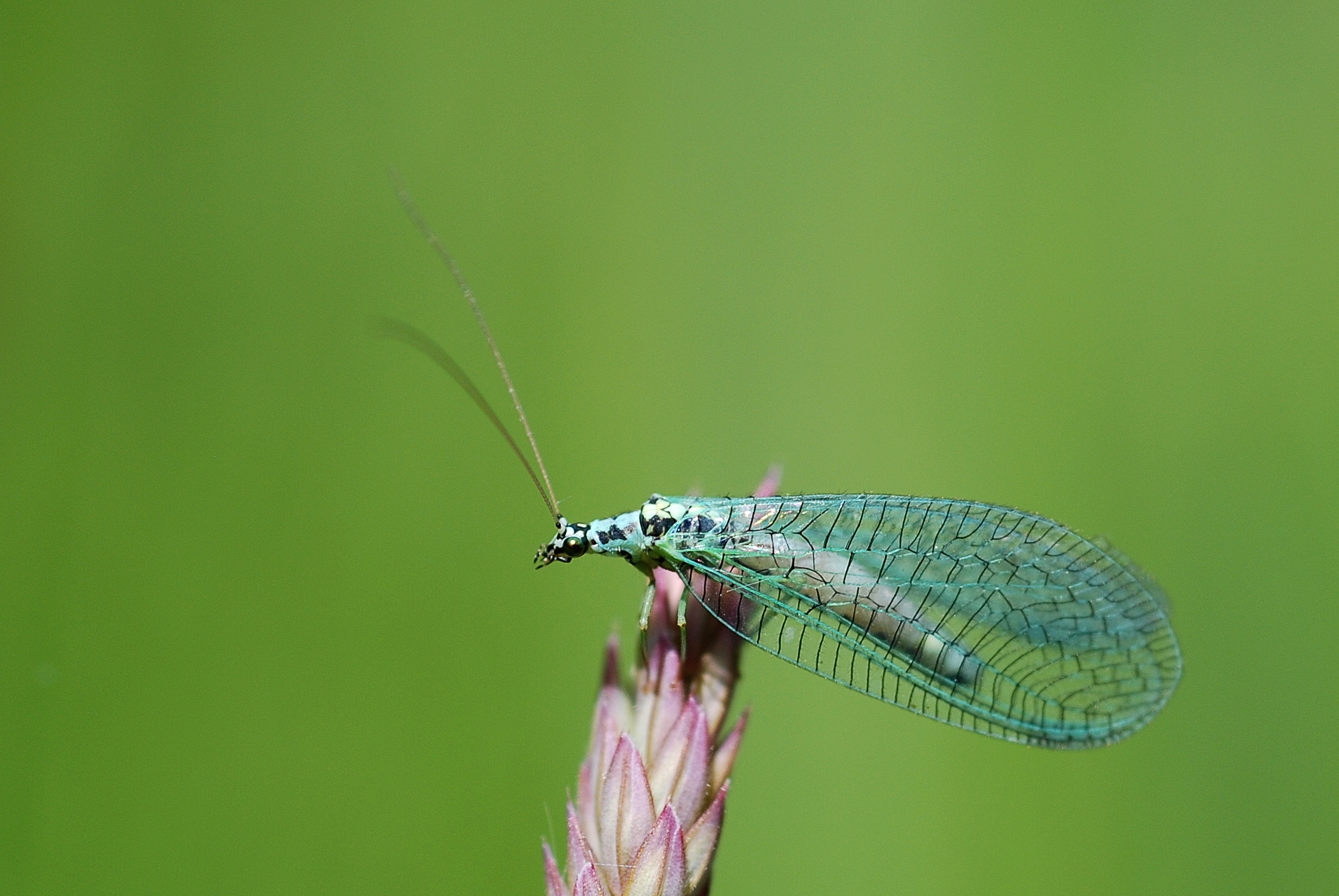 Chrysopa perla (3696169000)