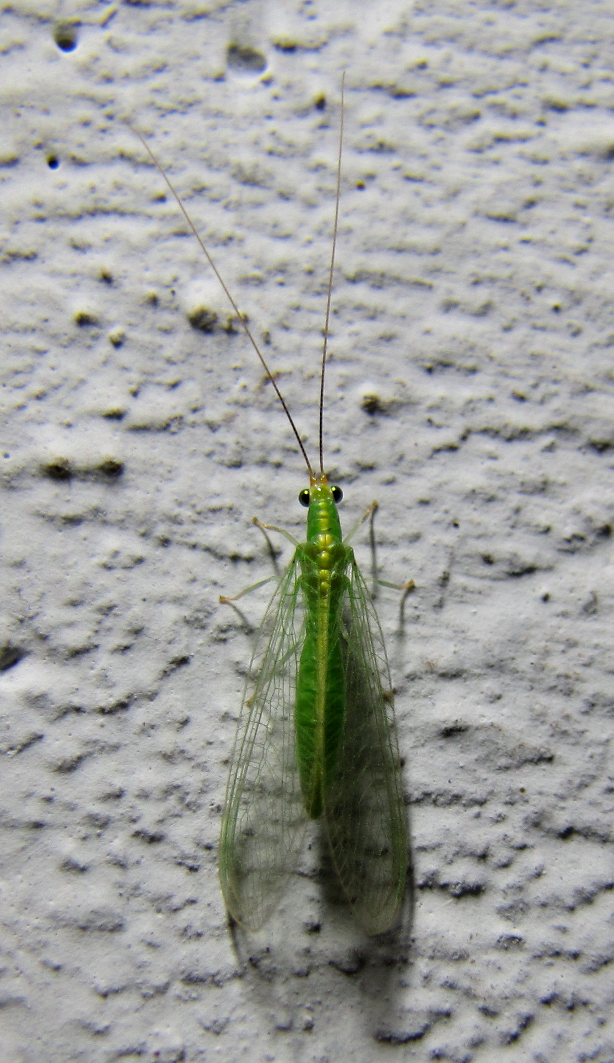 Chrysoperla carnea