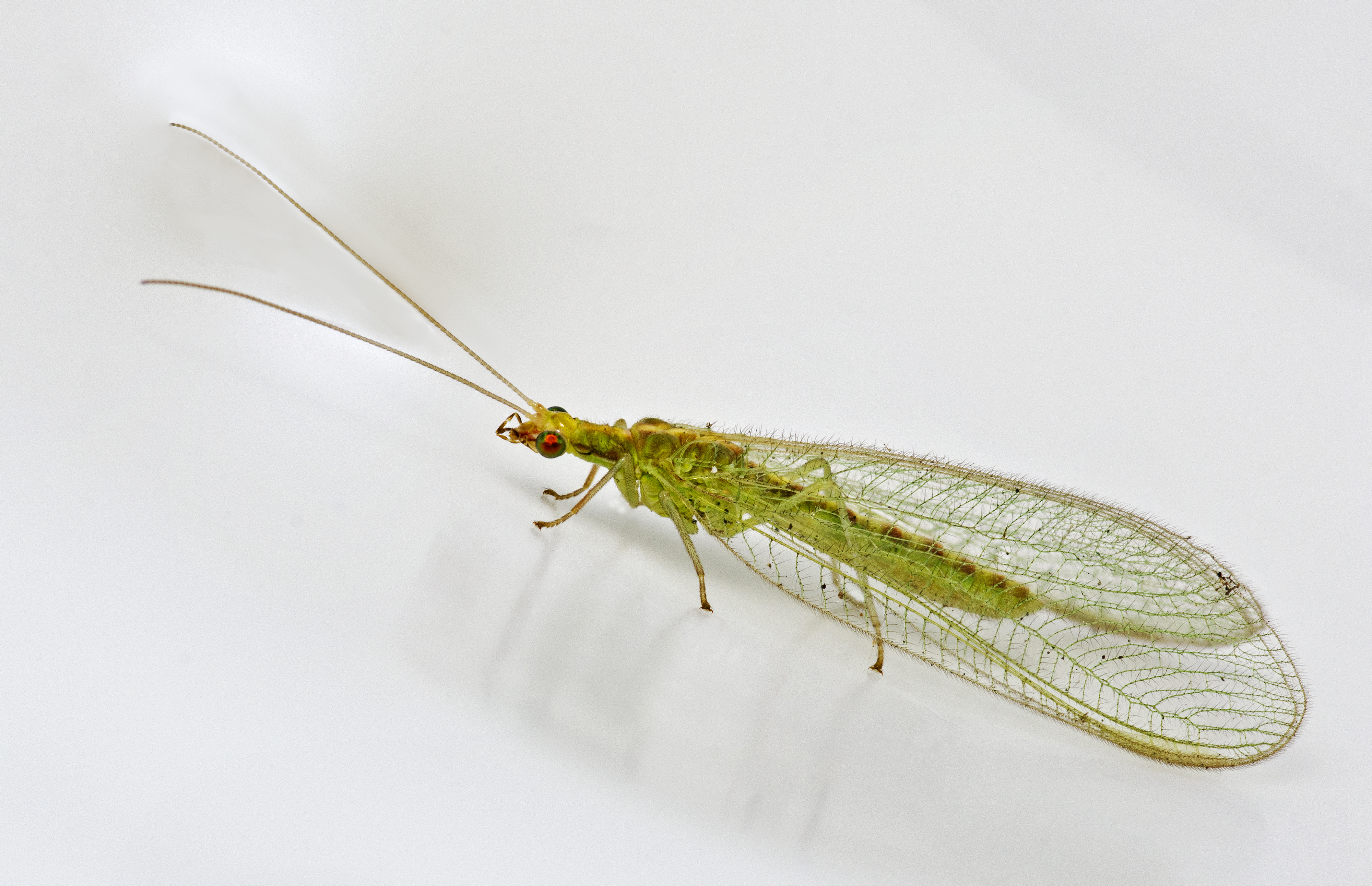 Chrysoperla carnea (25900961935)