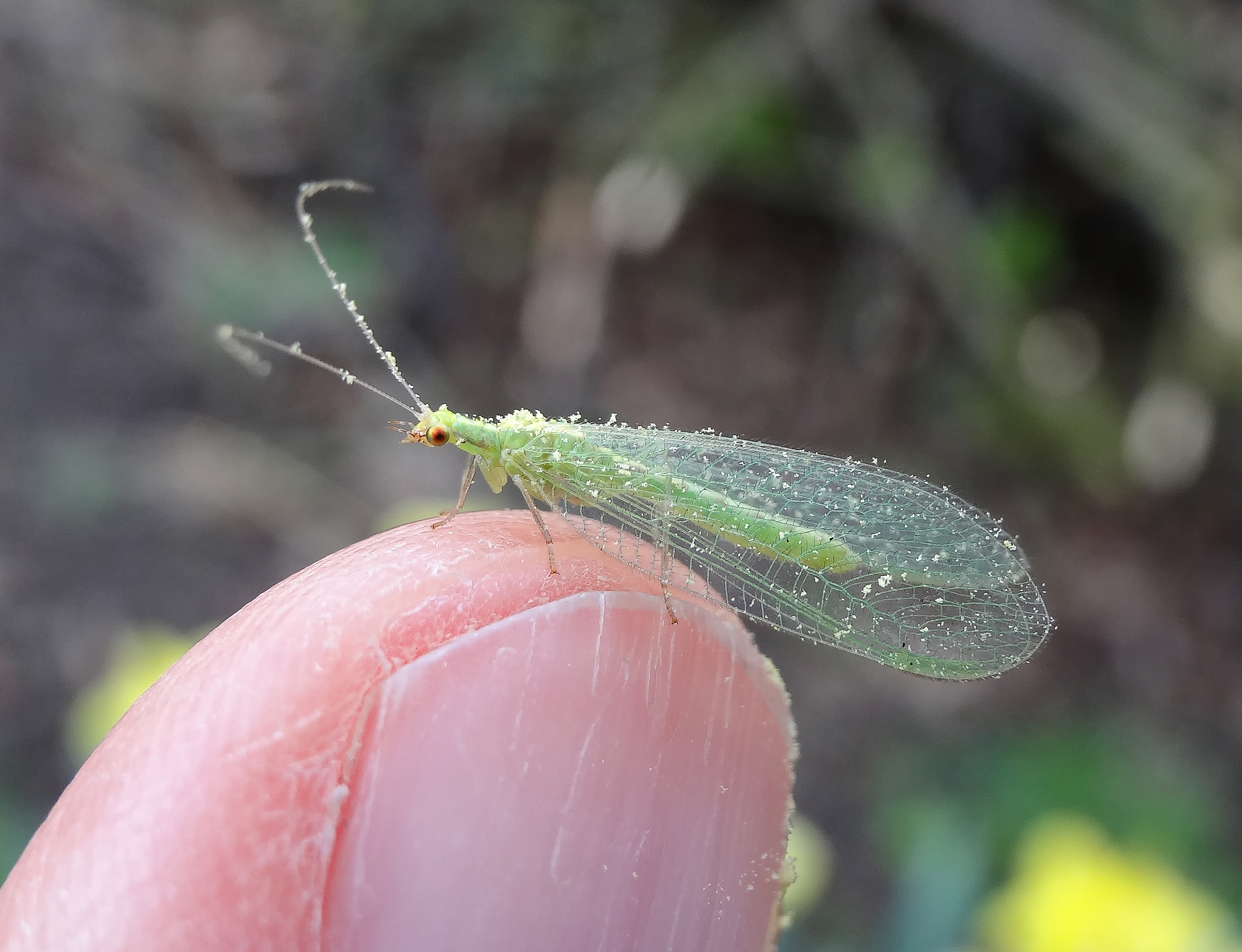 Chrysoperla carnea (33554809741)