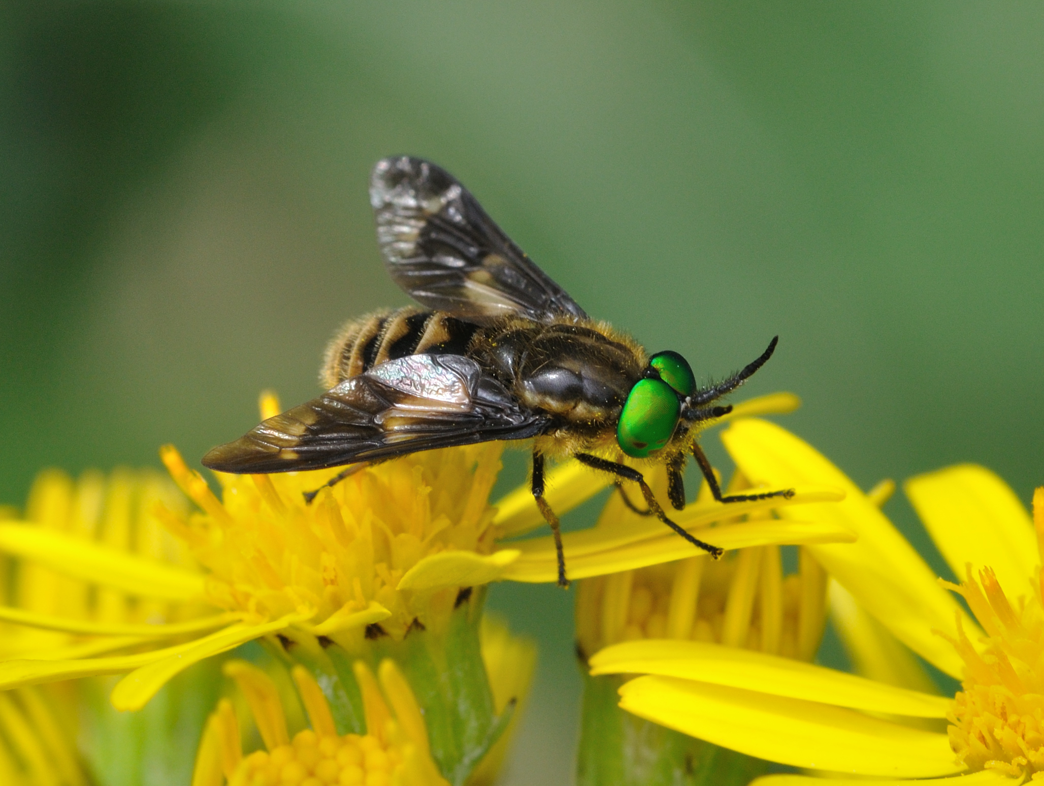 Chrysops relictus qtl1