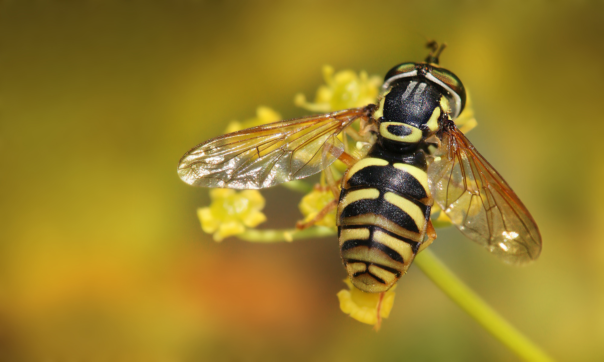 Chrysotoxum cautum Richard Bartz