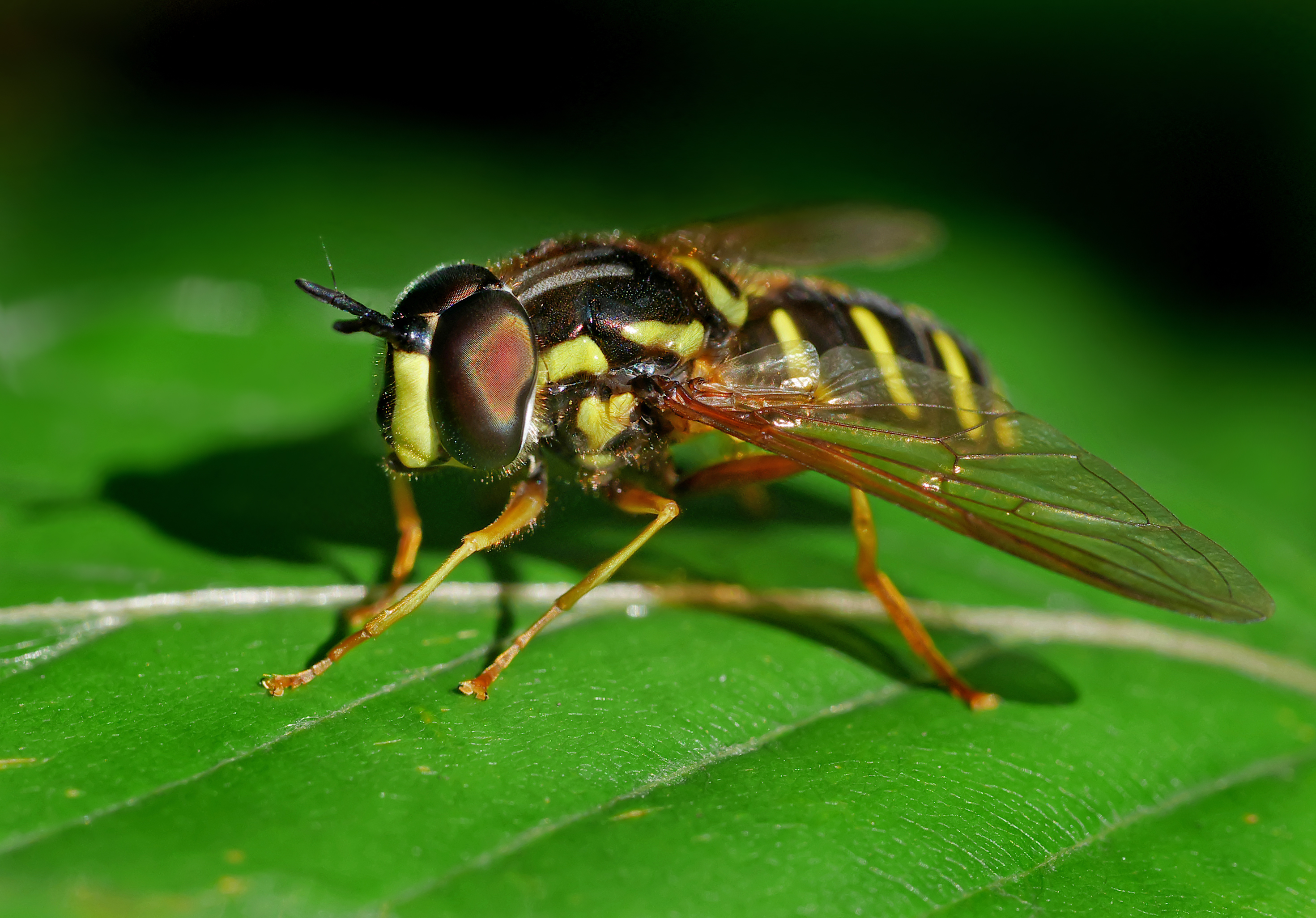 Chrysotoxum festivum, Romania (35283458872)