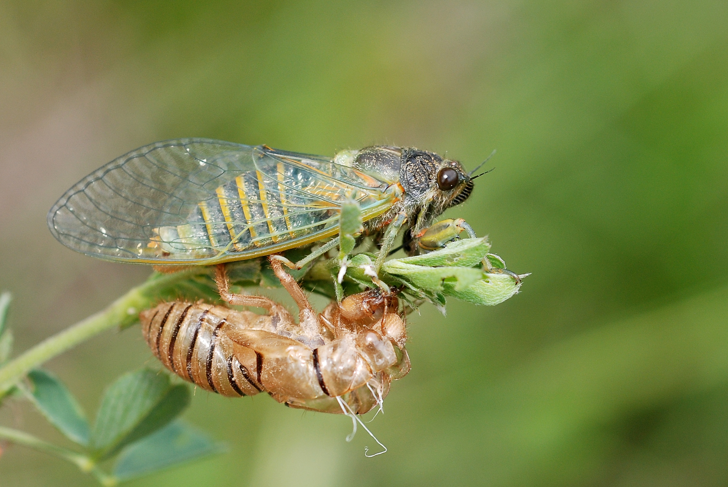 Cicadetta montana (4725478566)