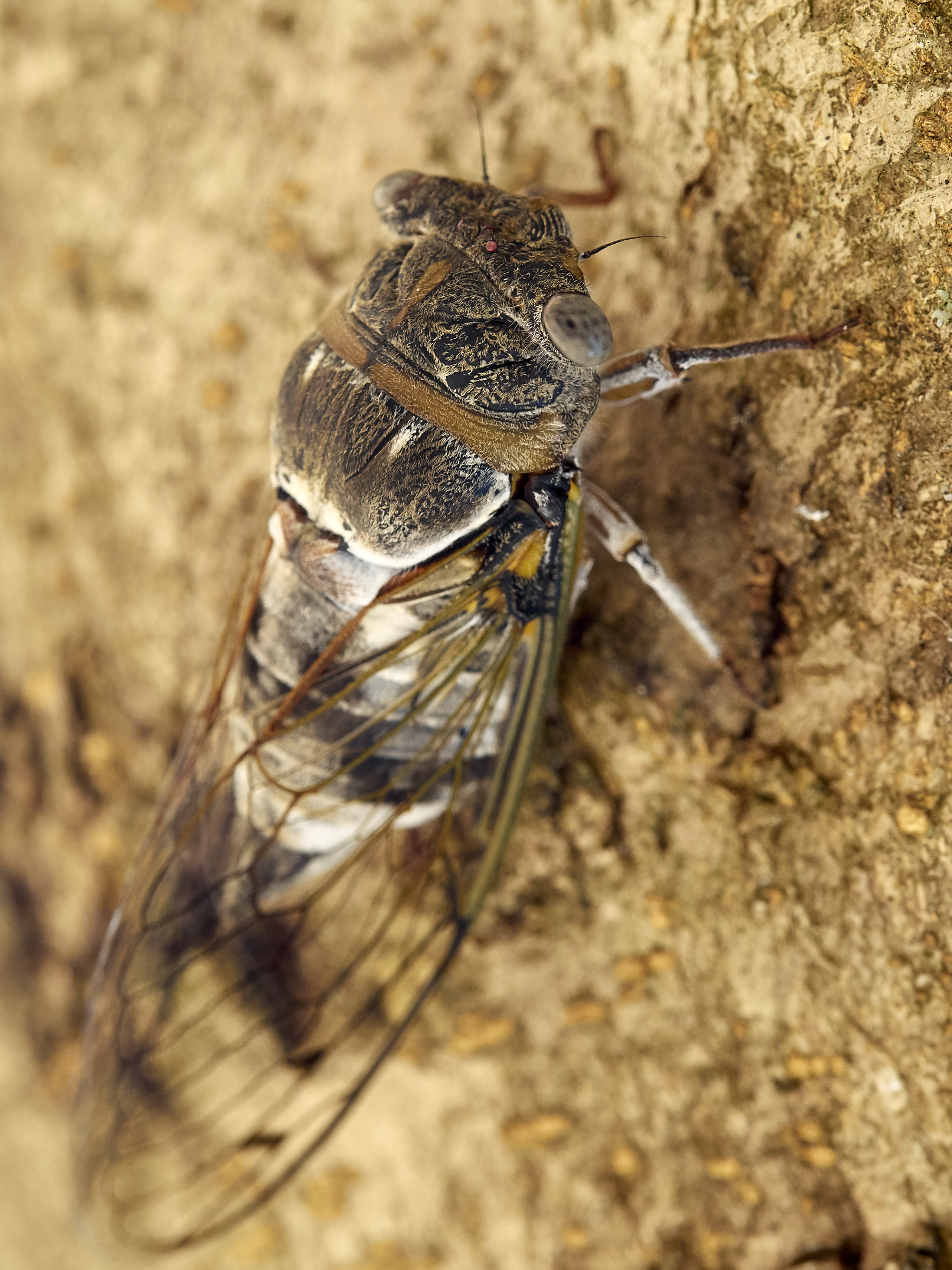 Cicadidae 2017 Koroni 05