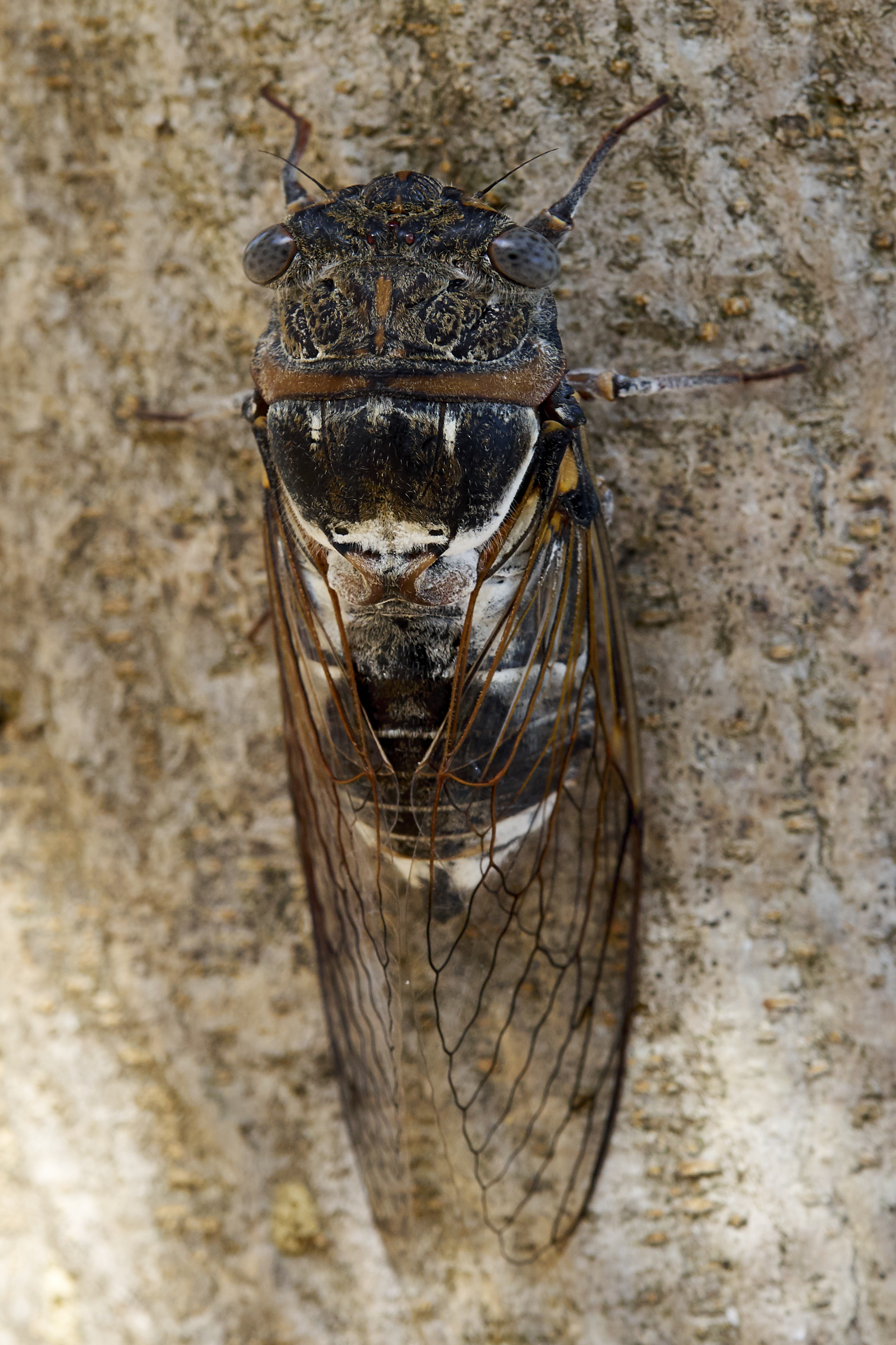 Cicadidae 2017 Koroni 06