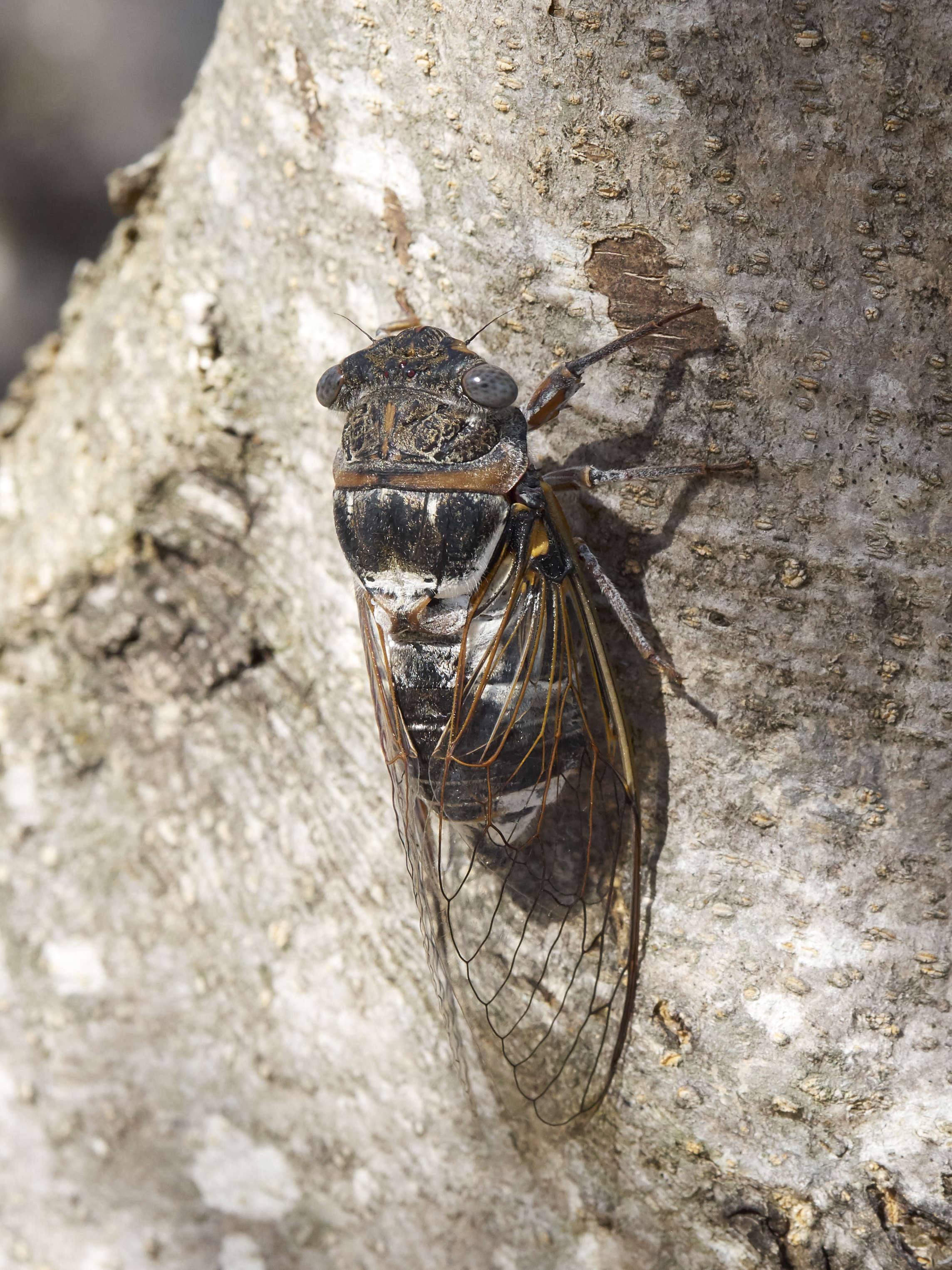 Cicadidae 2017 Koroni 07