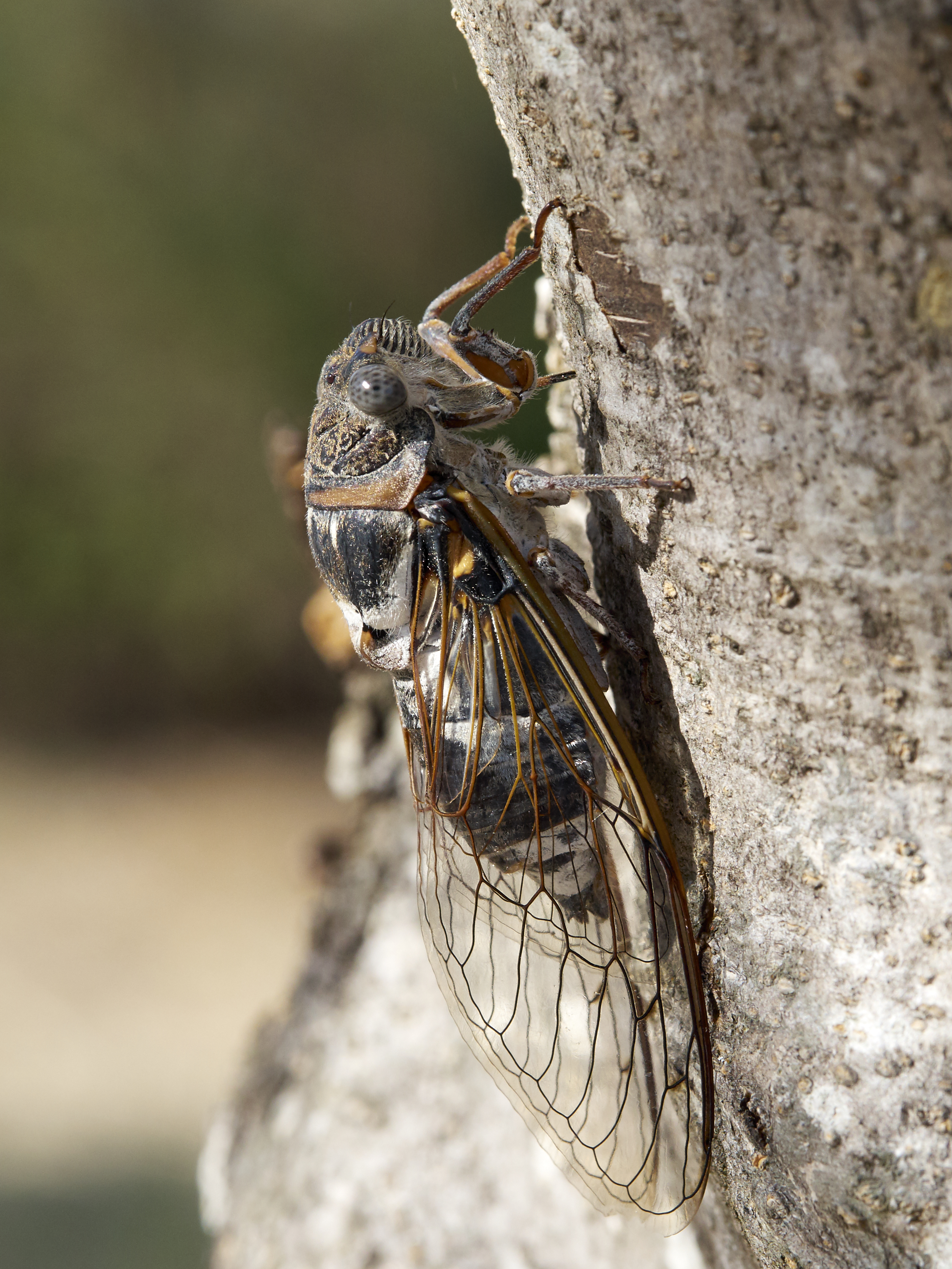 Cicadidae 2017 Koroni 08