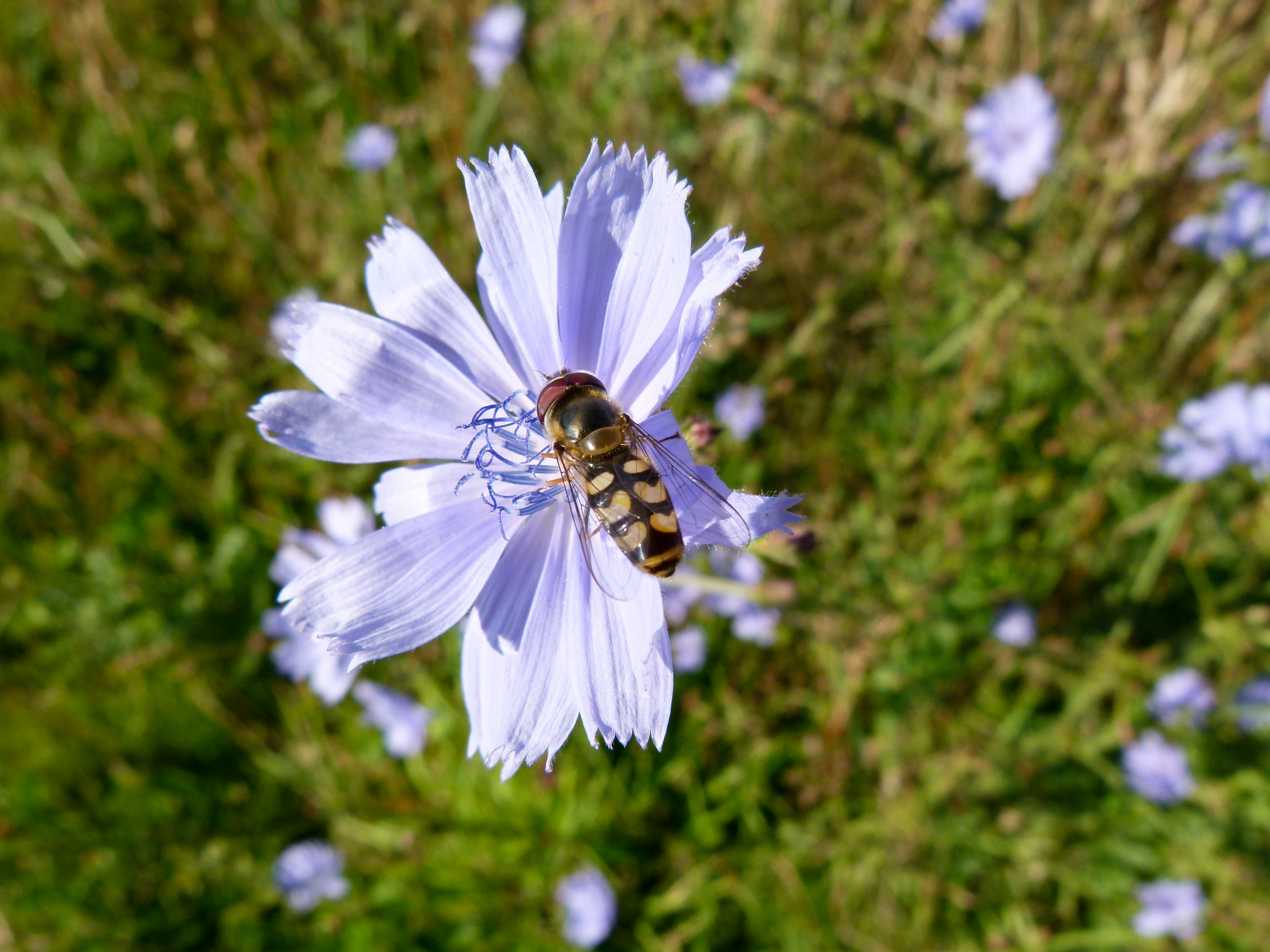 Cichorium intybus and Scaeva pyrastri - Chicory flower with landed hoverfly - Wegwarte mit Schwebfliege 02