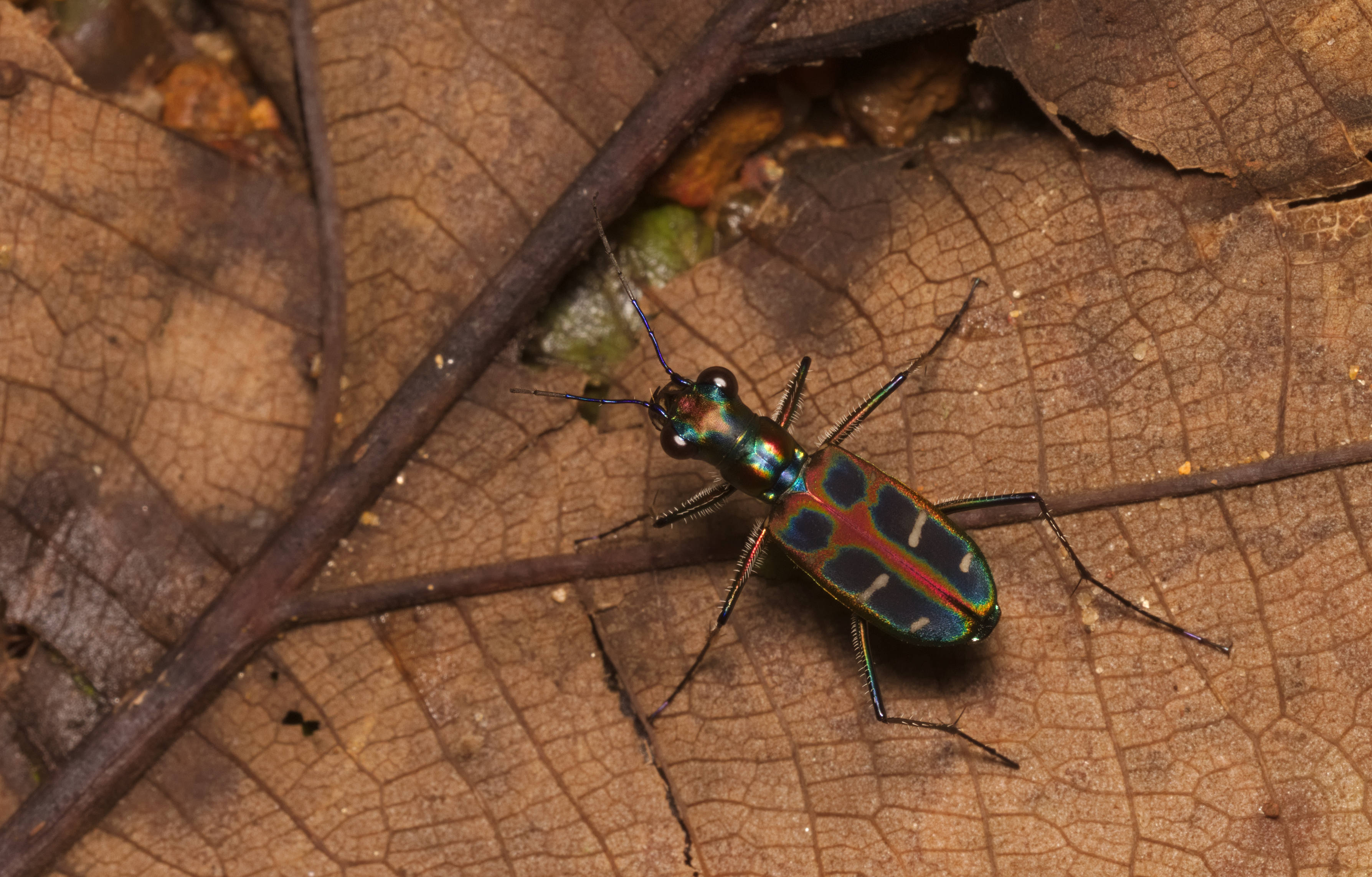 Cicindela duponti at Kadavoor
