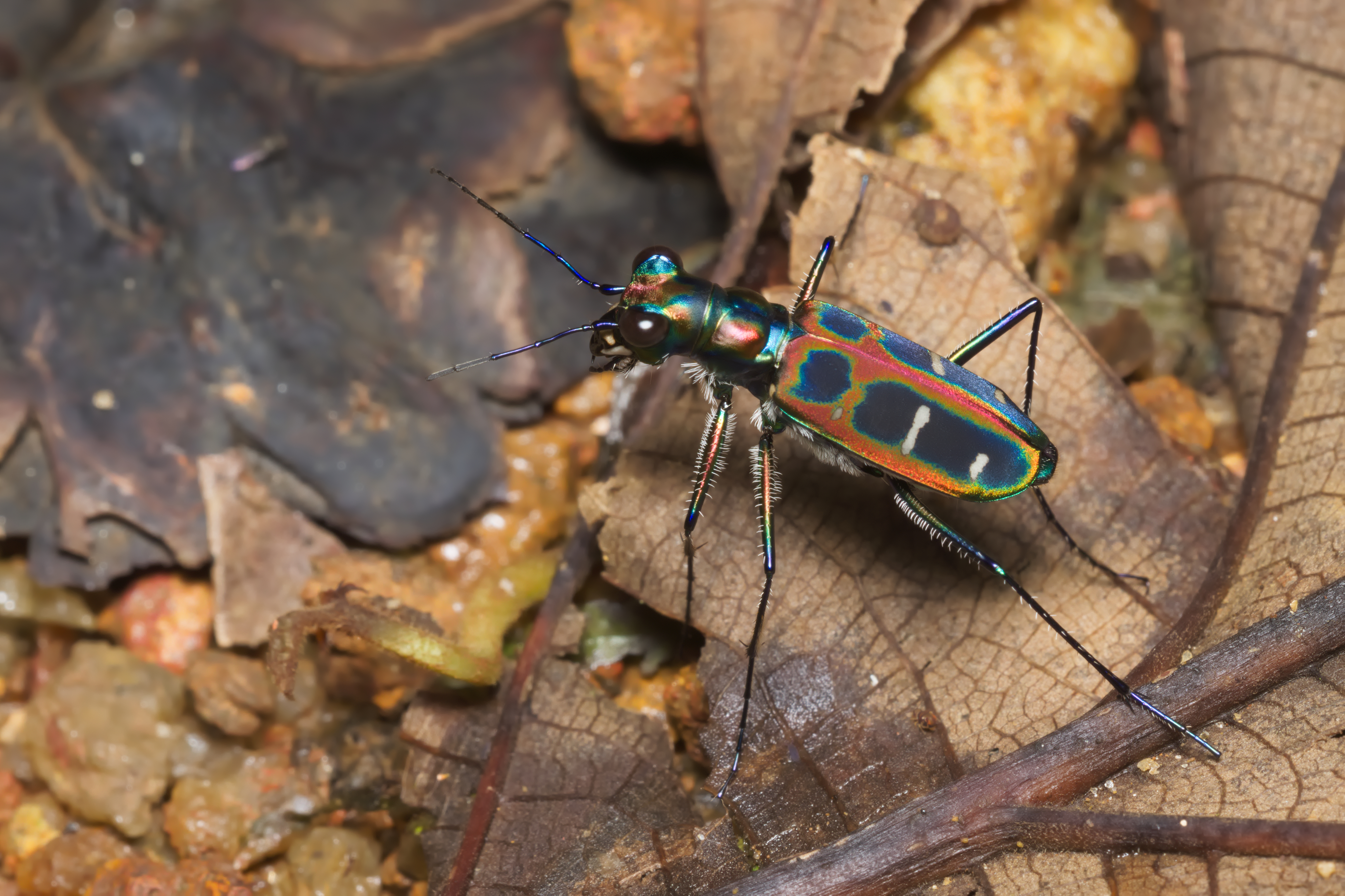 Cicindela duponti in Kadavoor