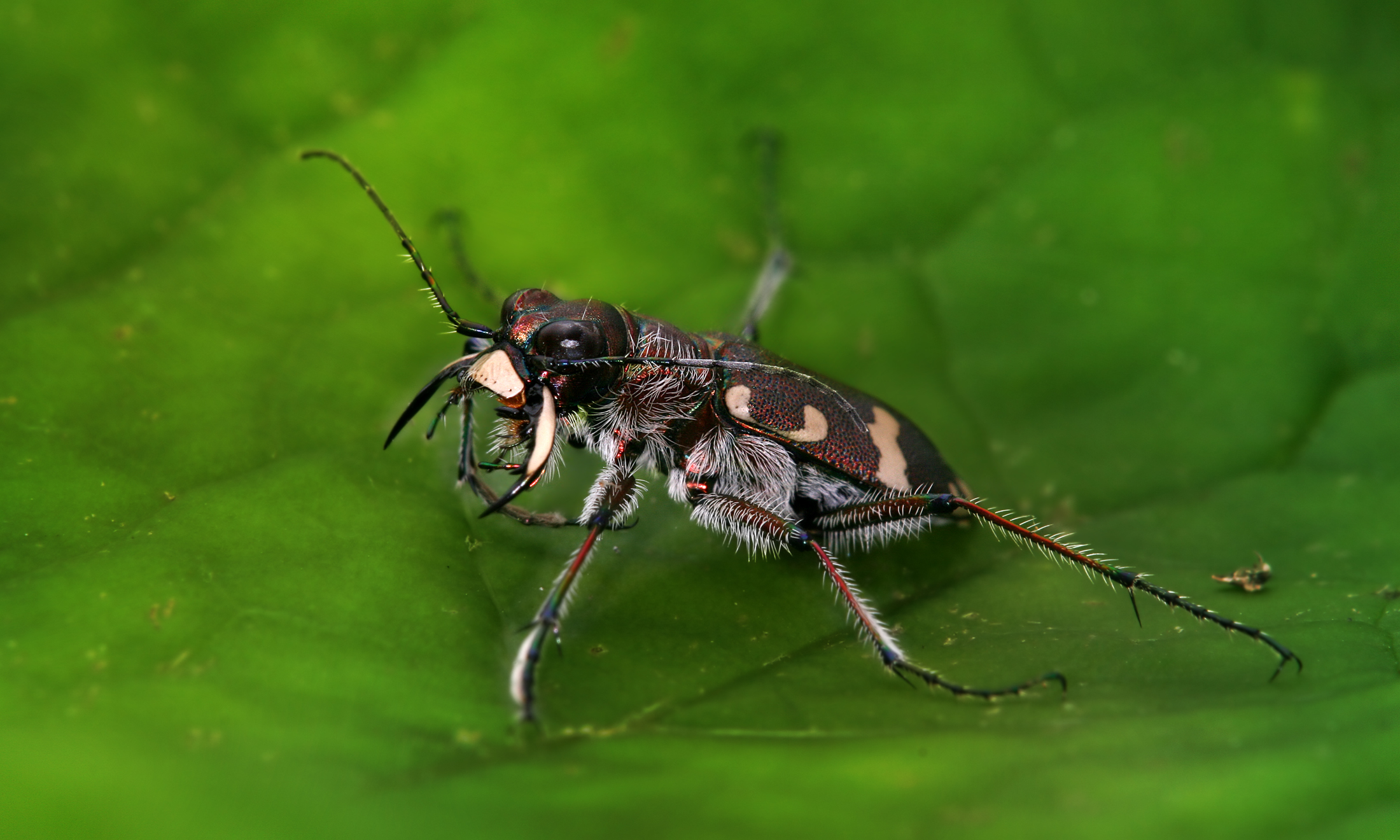 Cicindela hybrida 2 Richard Bartz