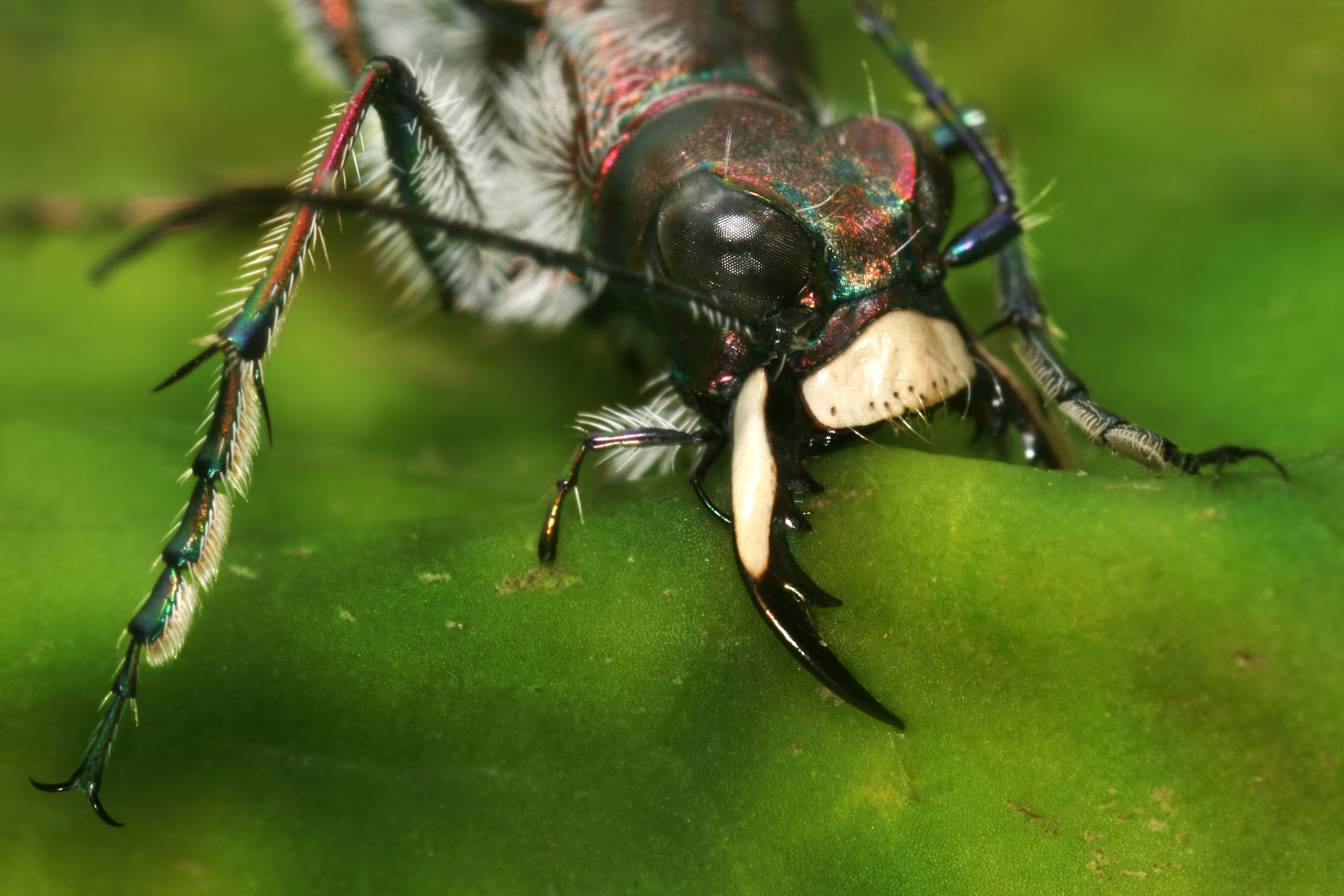Cicindela hybrida claws Richard Bartz