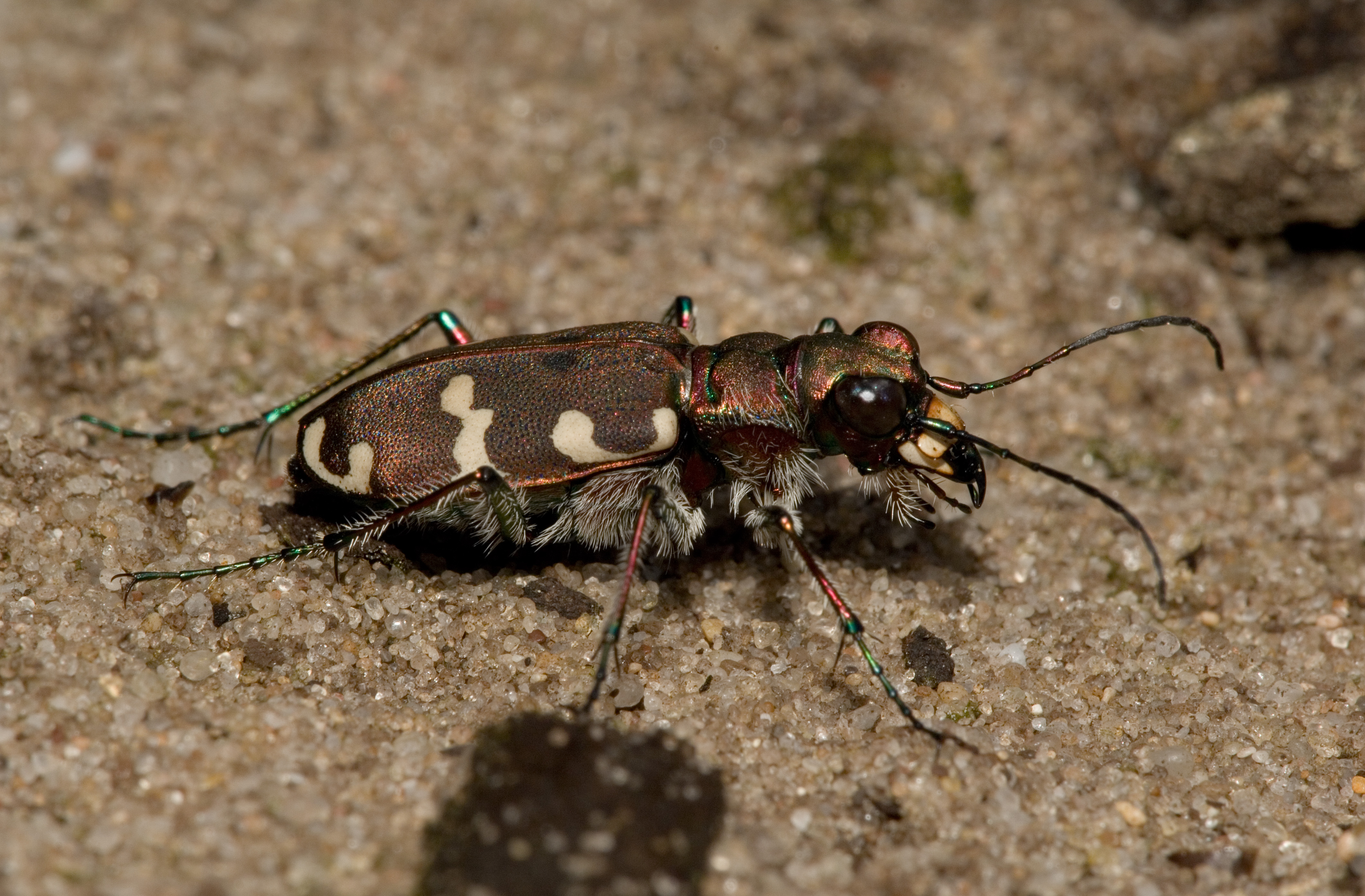 Cicindela hybrida senne01