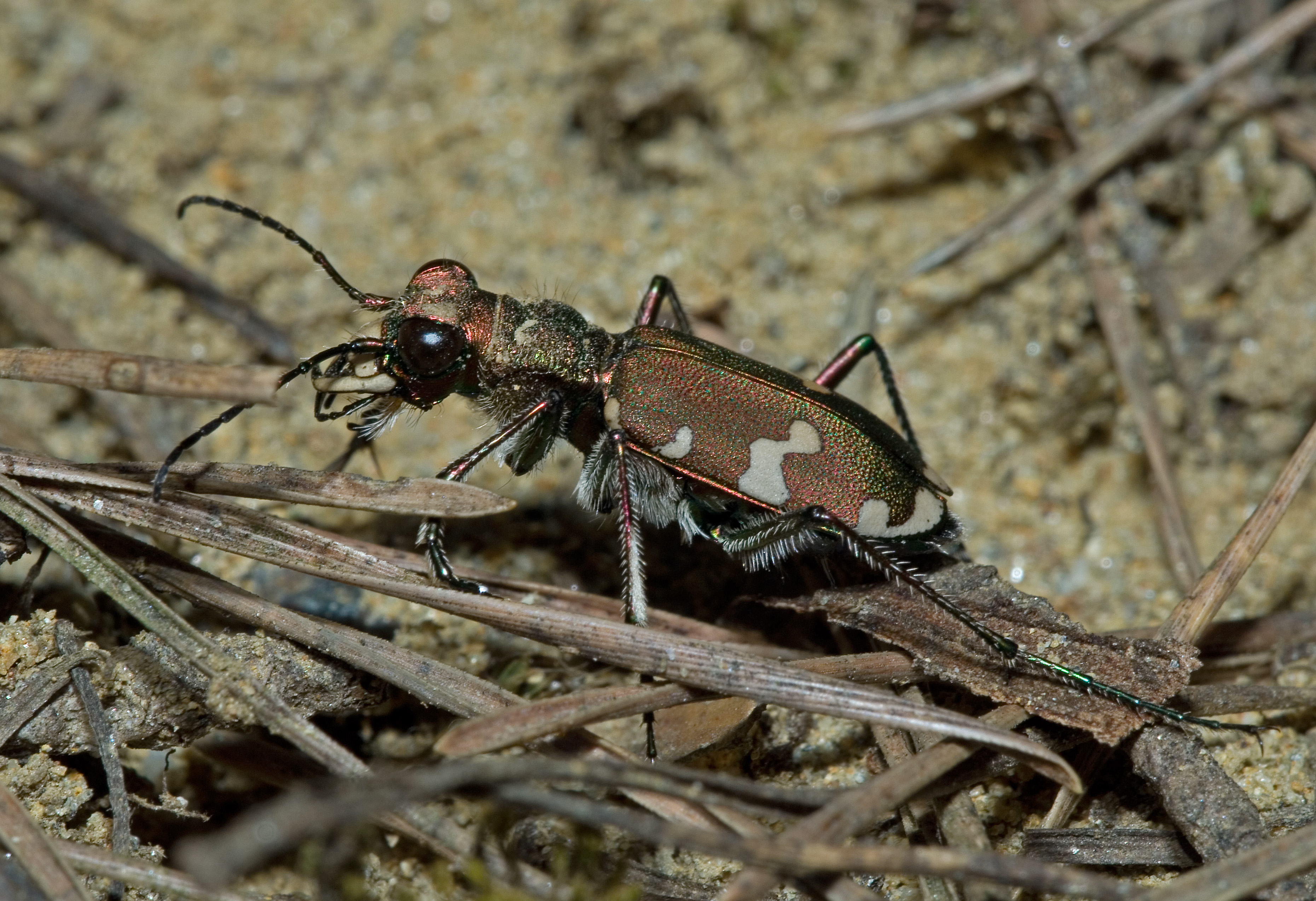 Cicindela sylvicola04