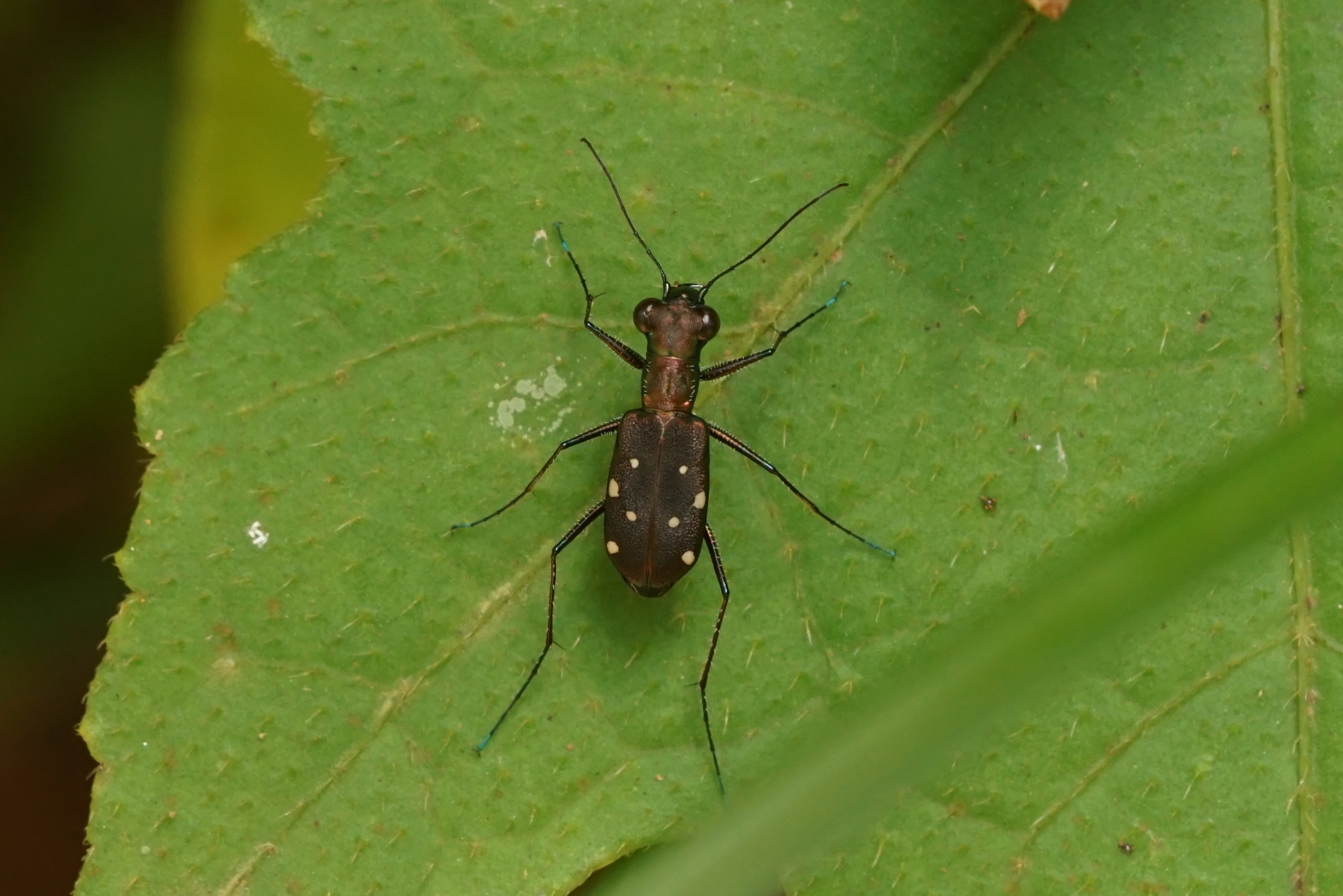 Cicindelidae 04579