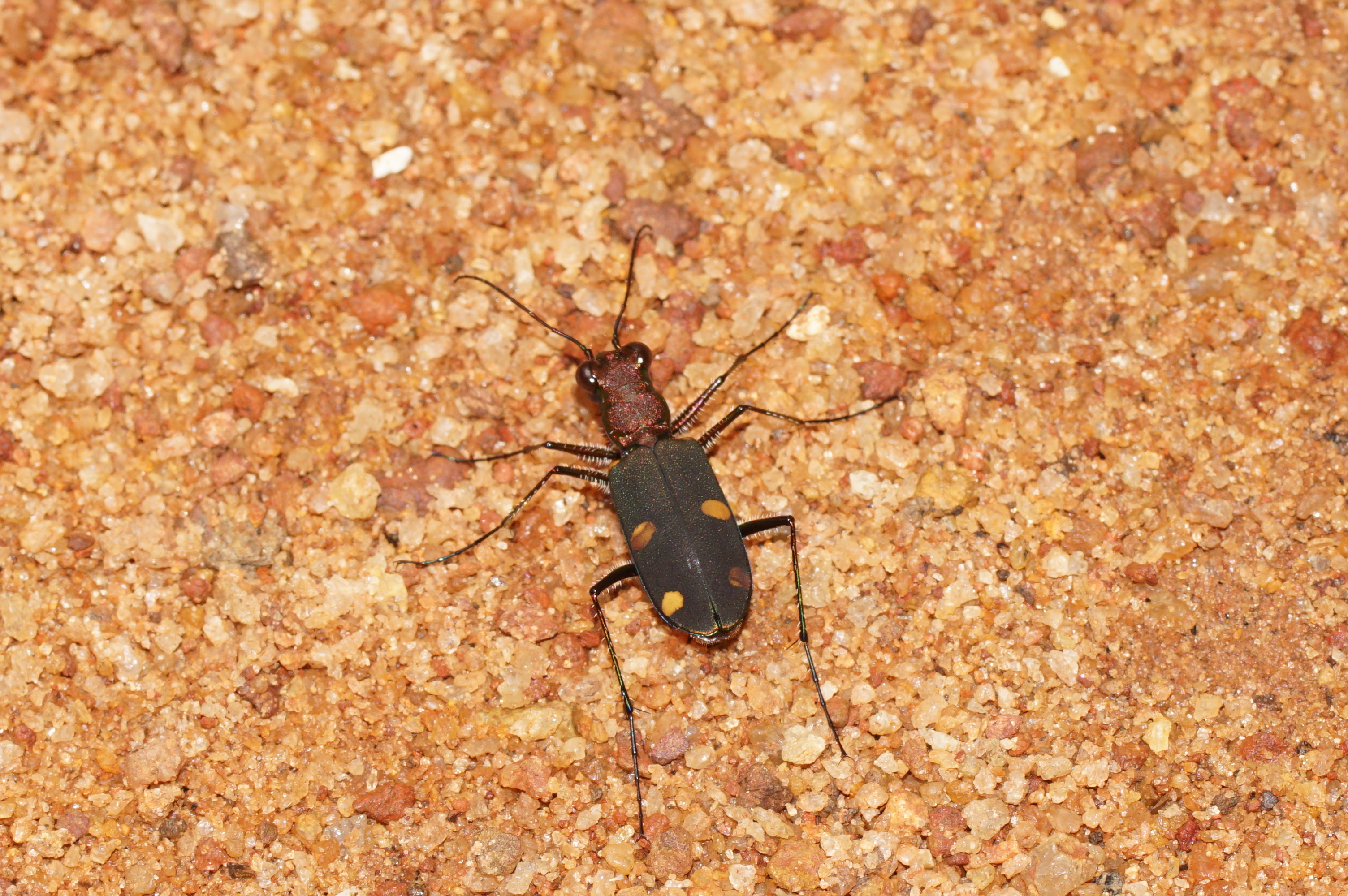 Cicindelinae 07885