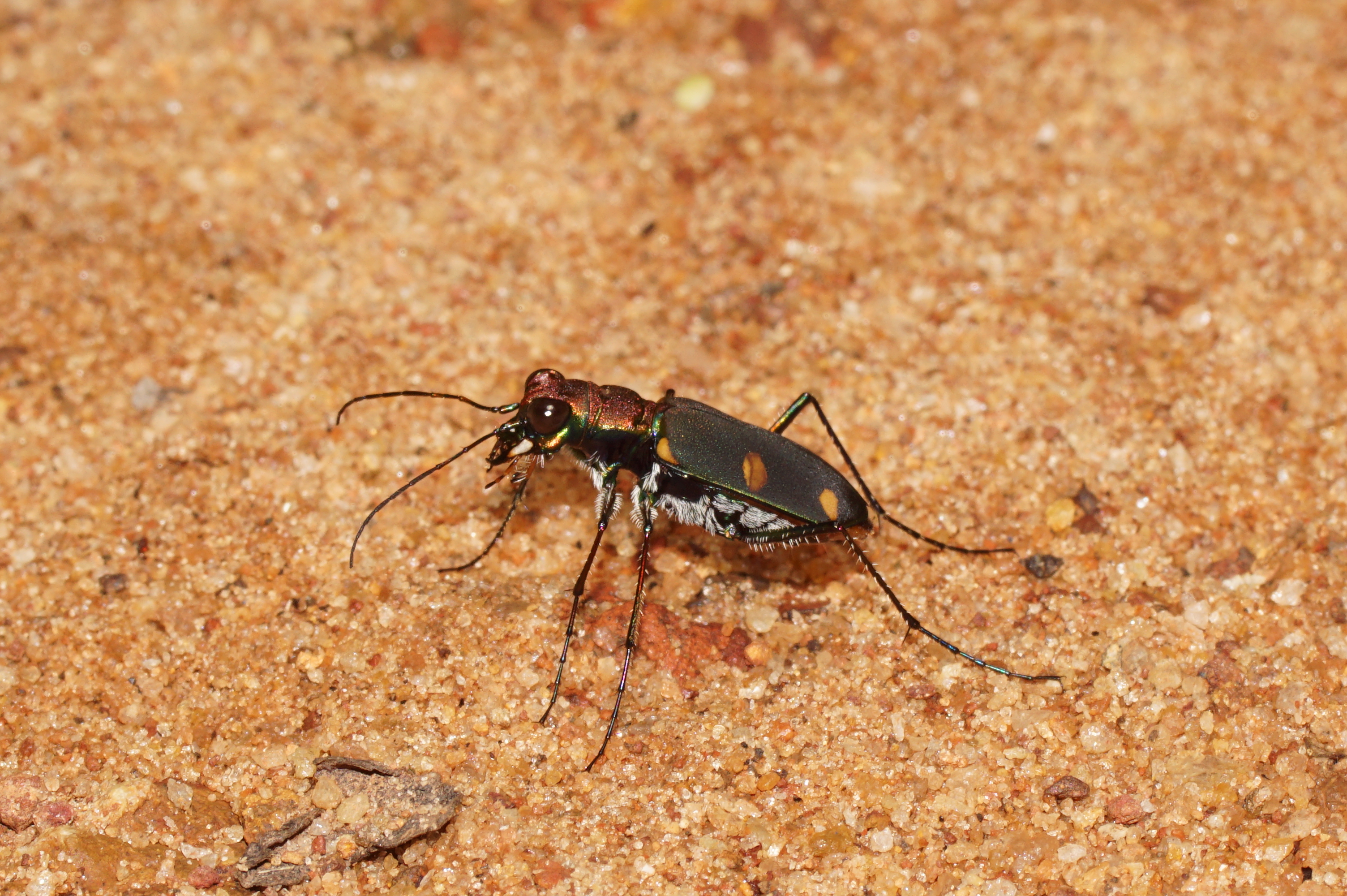 Cicindelinae 08073