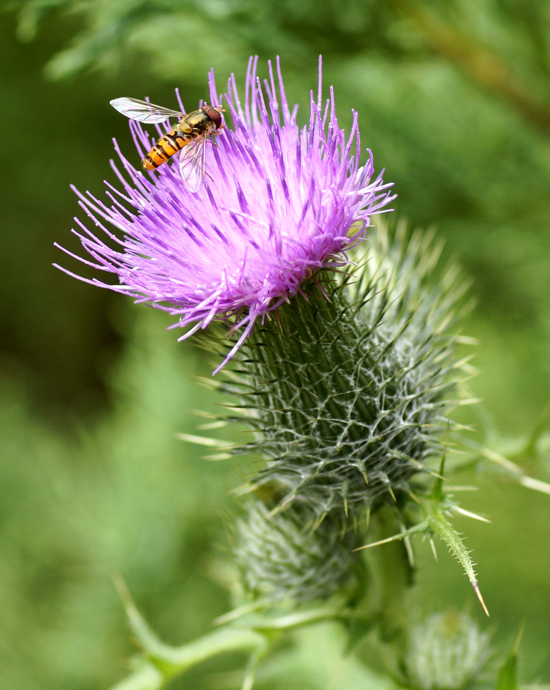 Cirsium vulgare (Savi) Ten. (7718023374)