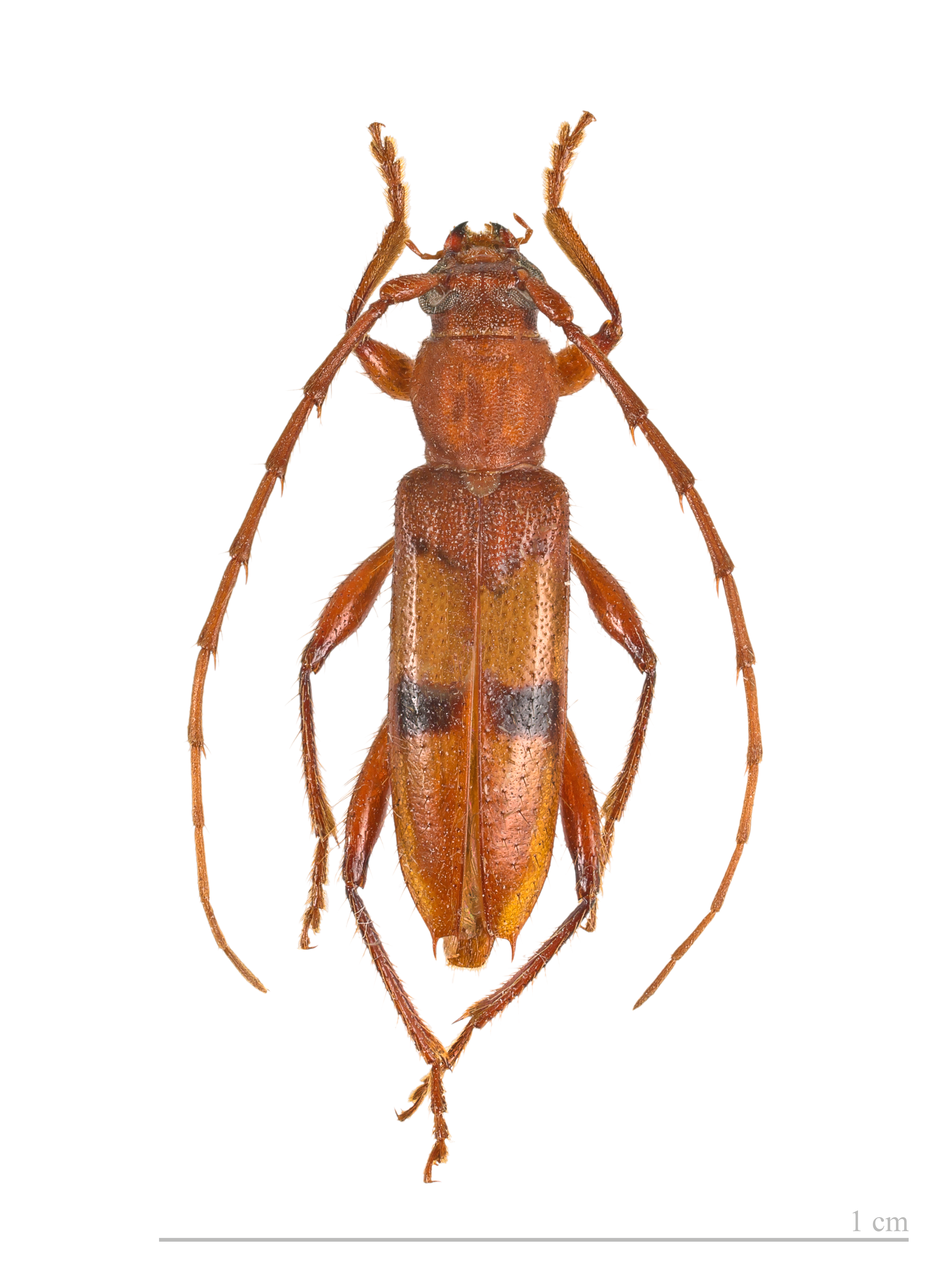 Clausirion comptum MHNT femelle 5