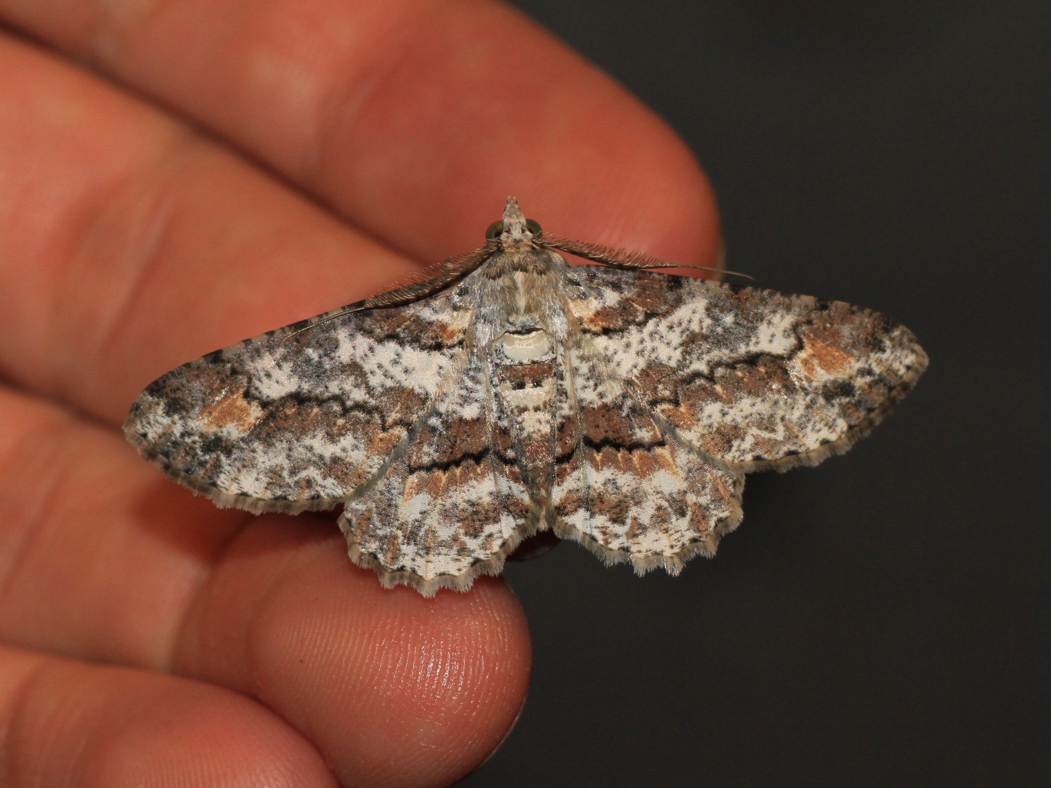 Cleora cf decisaria (Geometridae- Ennominae- Boarmiini) (23600185172)