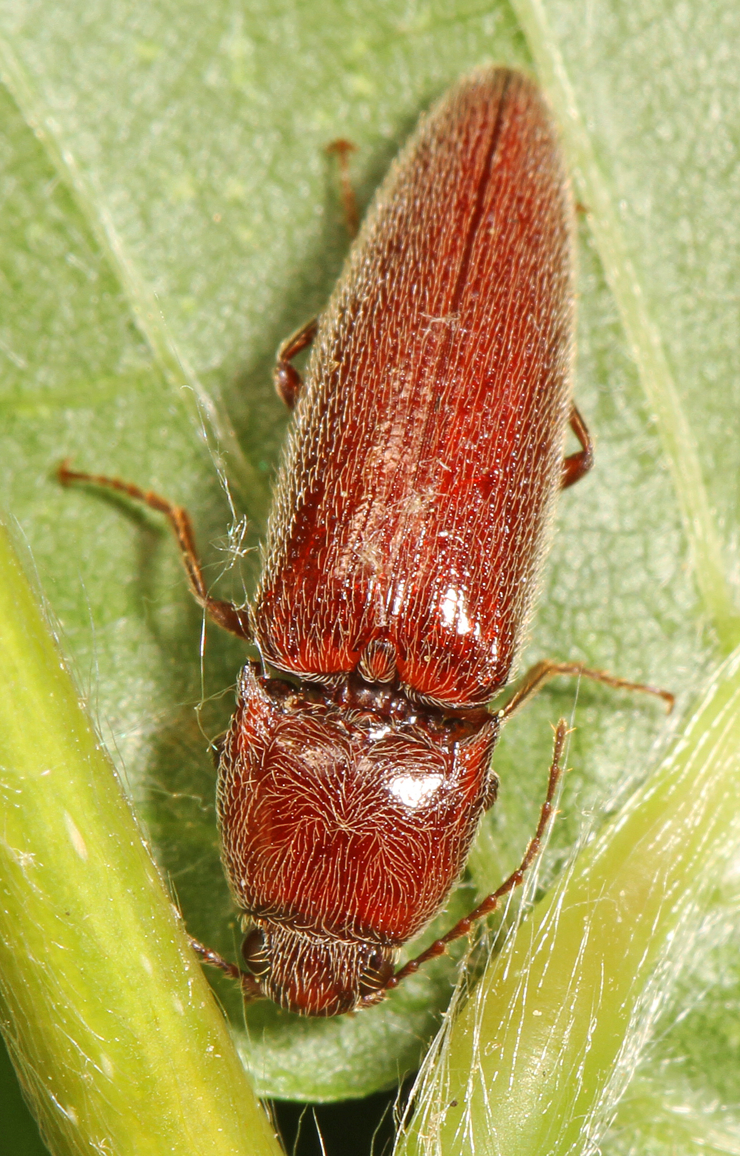 Click Beetle - Melanotus communis complex, Occoquan Regional Park, Lorton, Virginia
