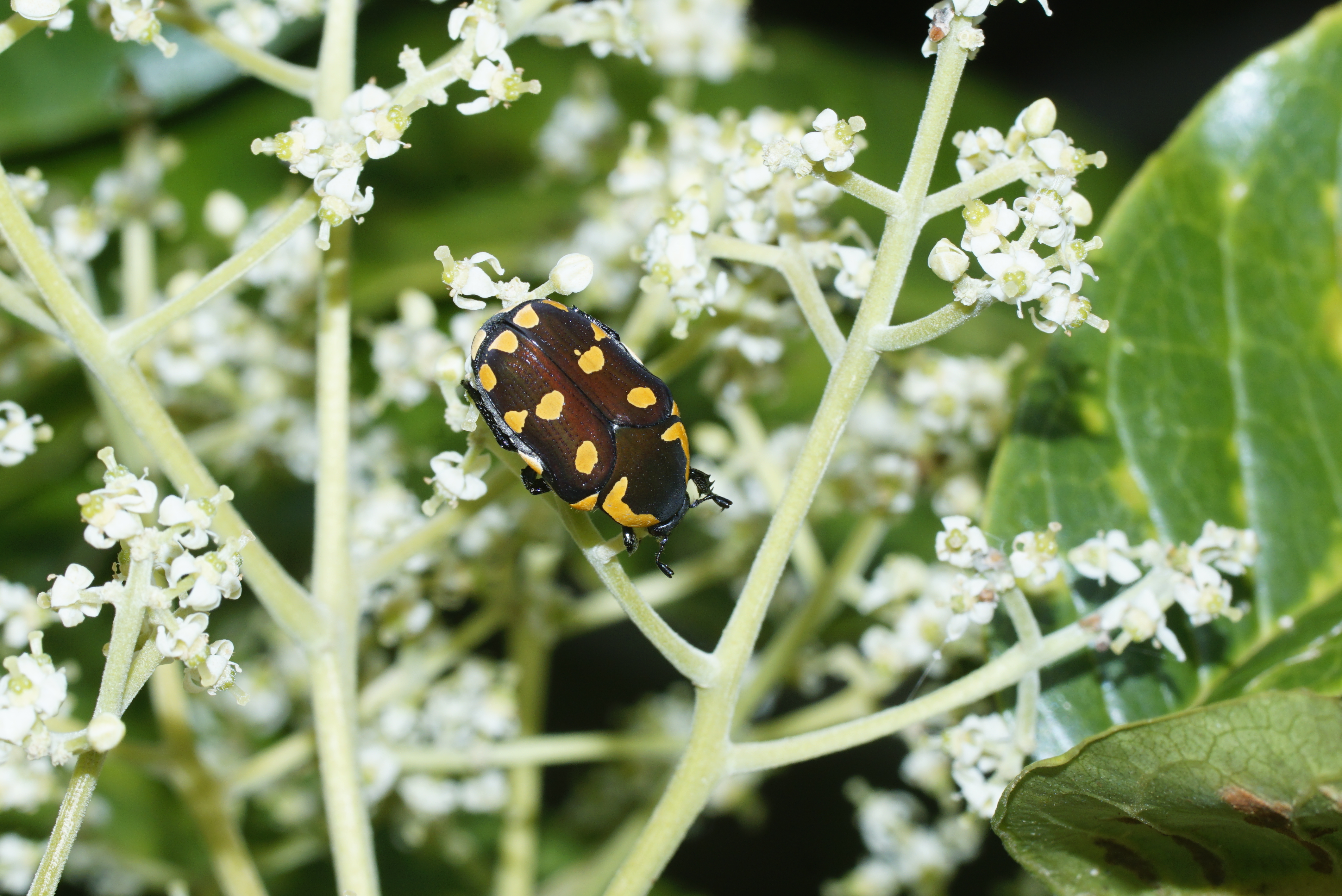 Clinteria klugi 2032