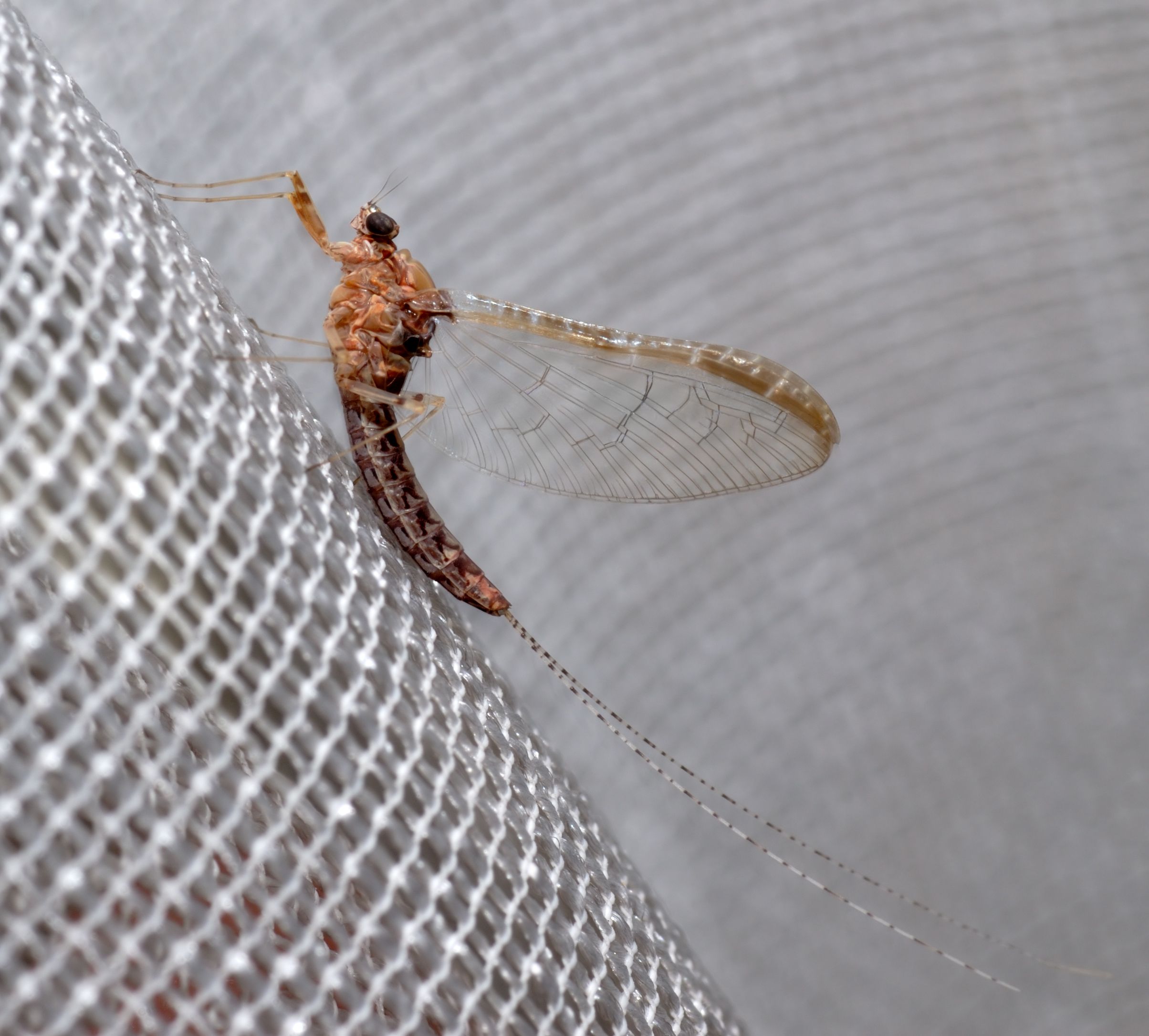 Cloeon dipterum - side (aka)