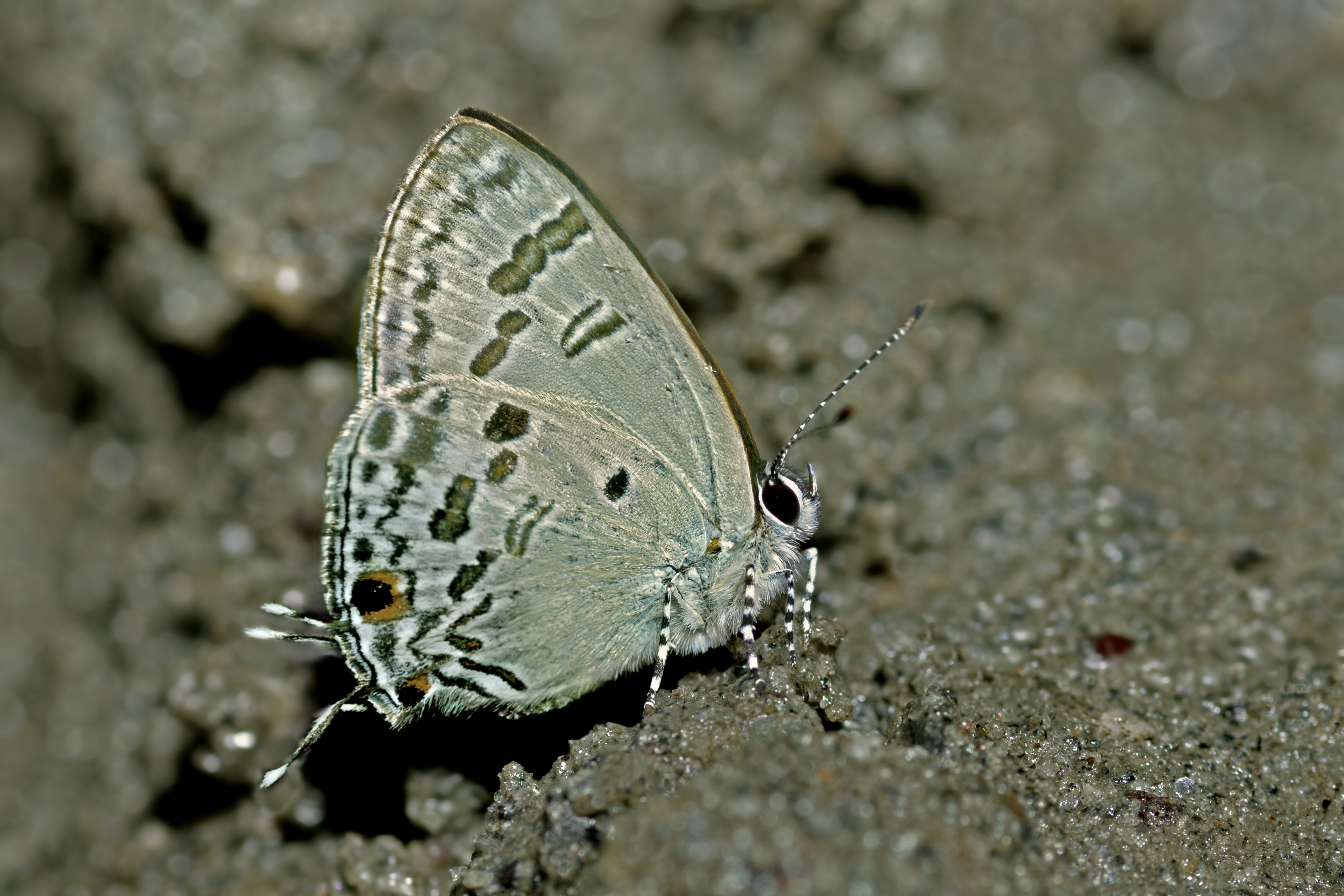 Close wing position of Hypolycaena kina Hewitson, 1869 – Blue Tit WLB DSC 4543