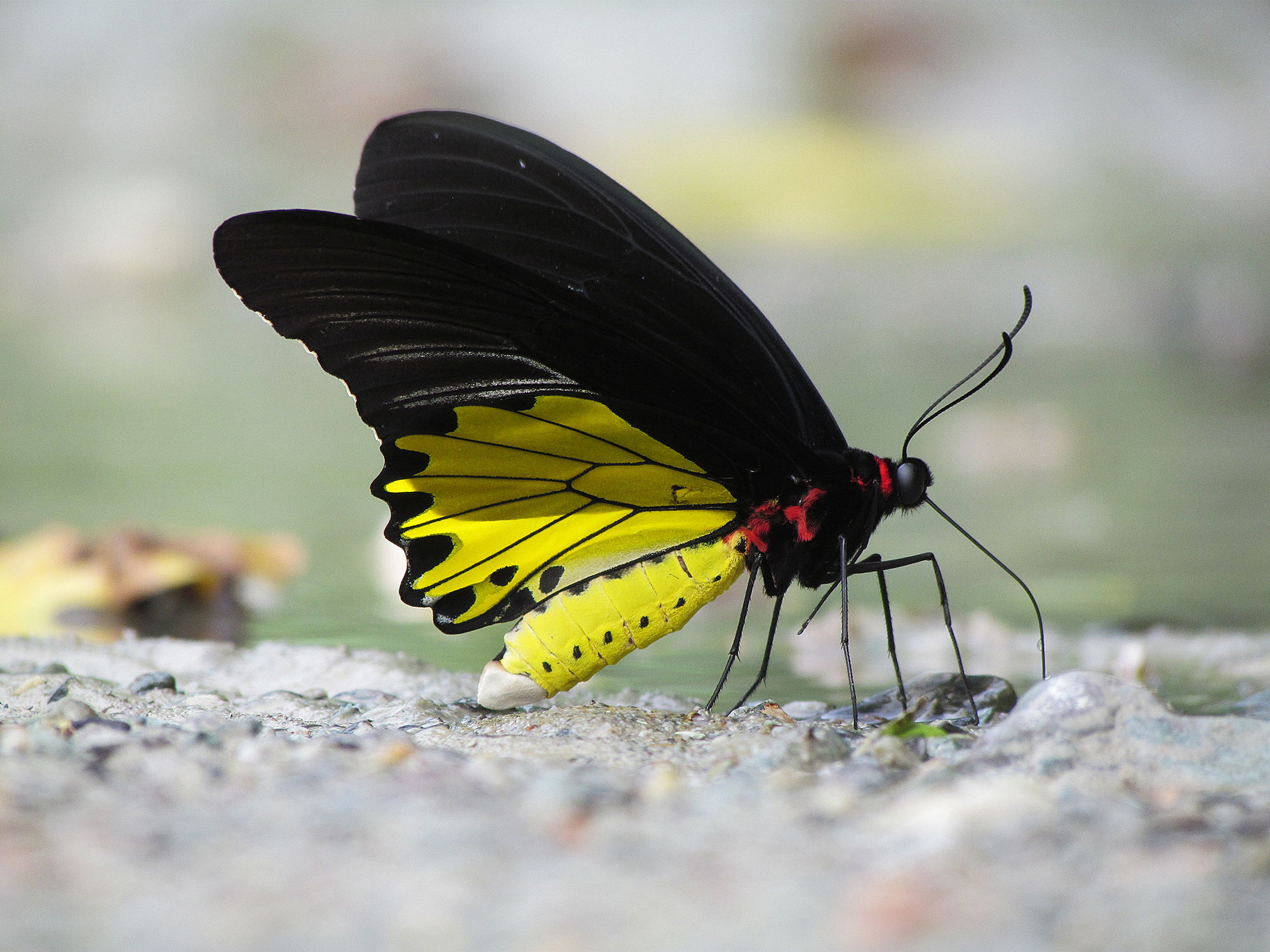 Close wing position of Troides helena Linnaeus, 1758 – Common Birdwing (Male)