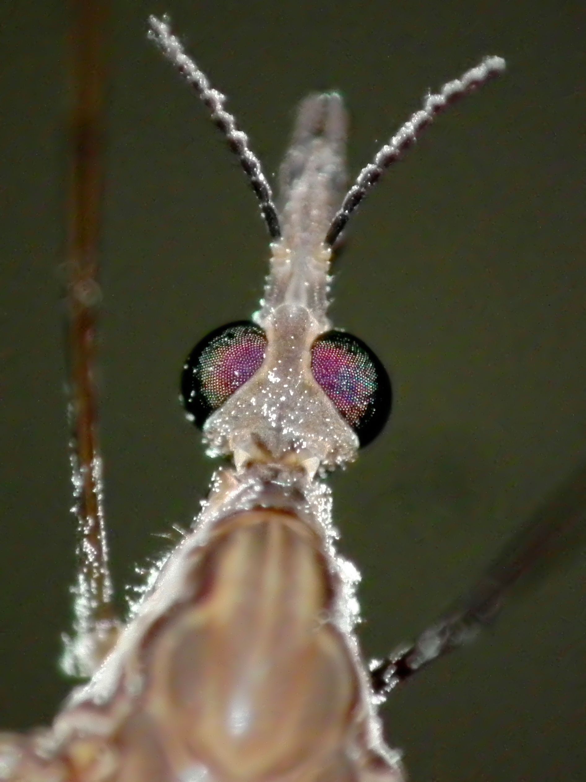 Closer Look (5105888971)